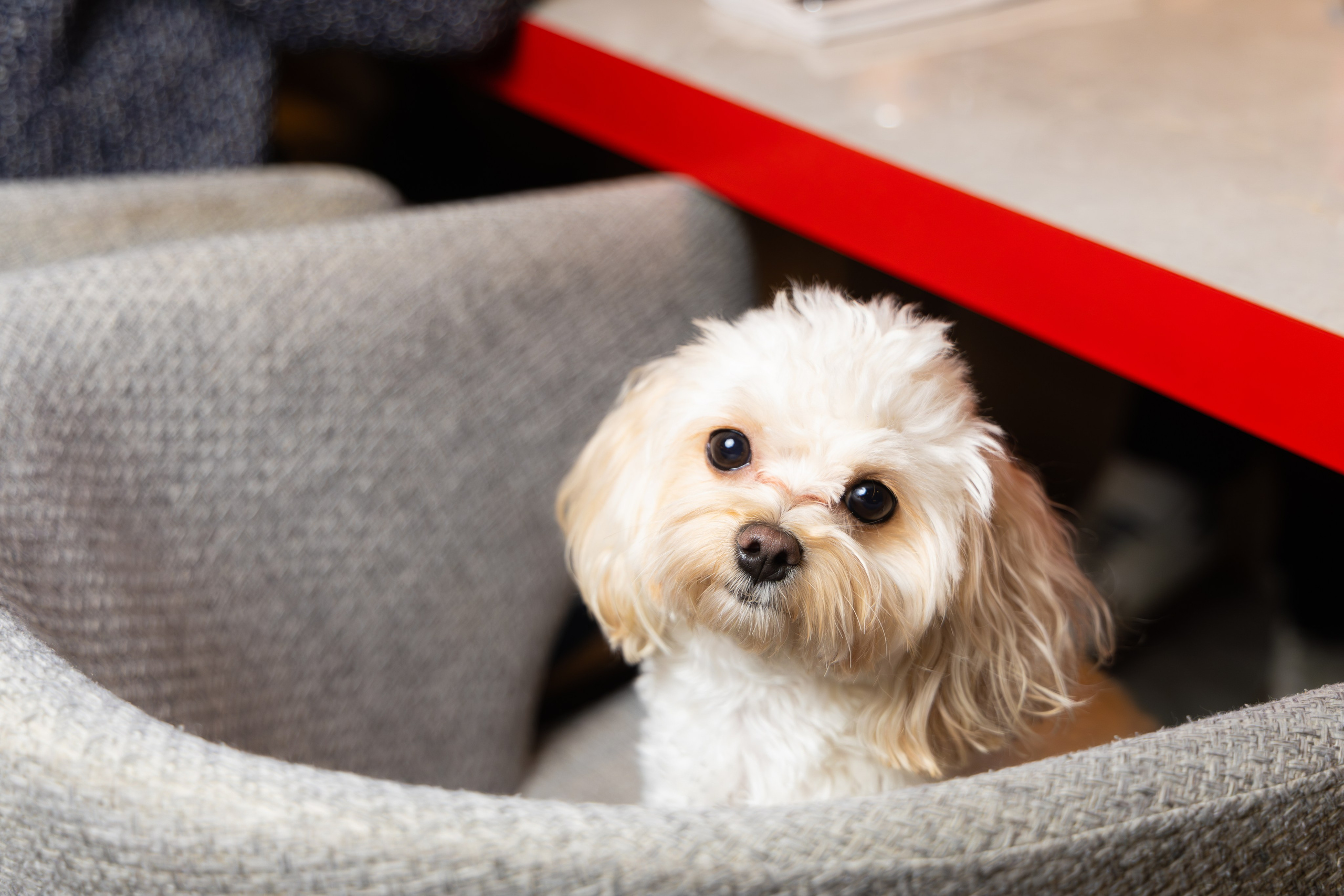 Rimski. 3 years. Евгений Матвеев — фотограф в Санкт-Петербурге