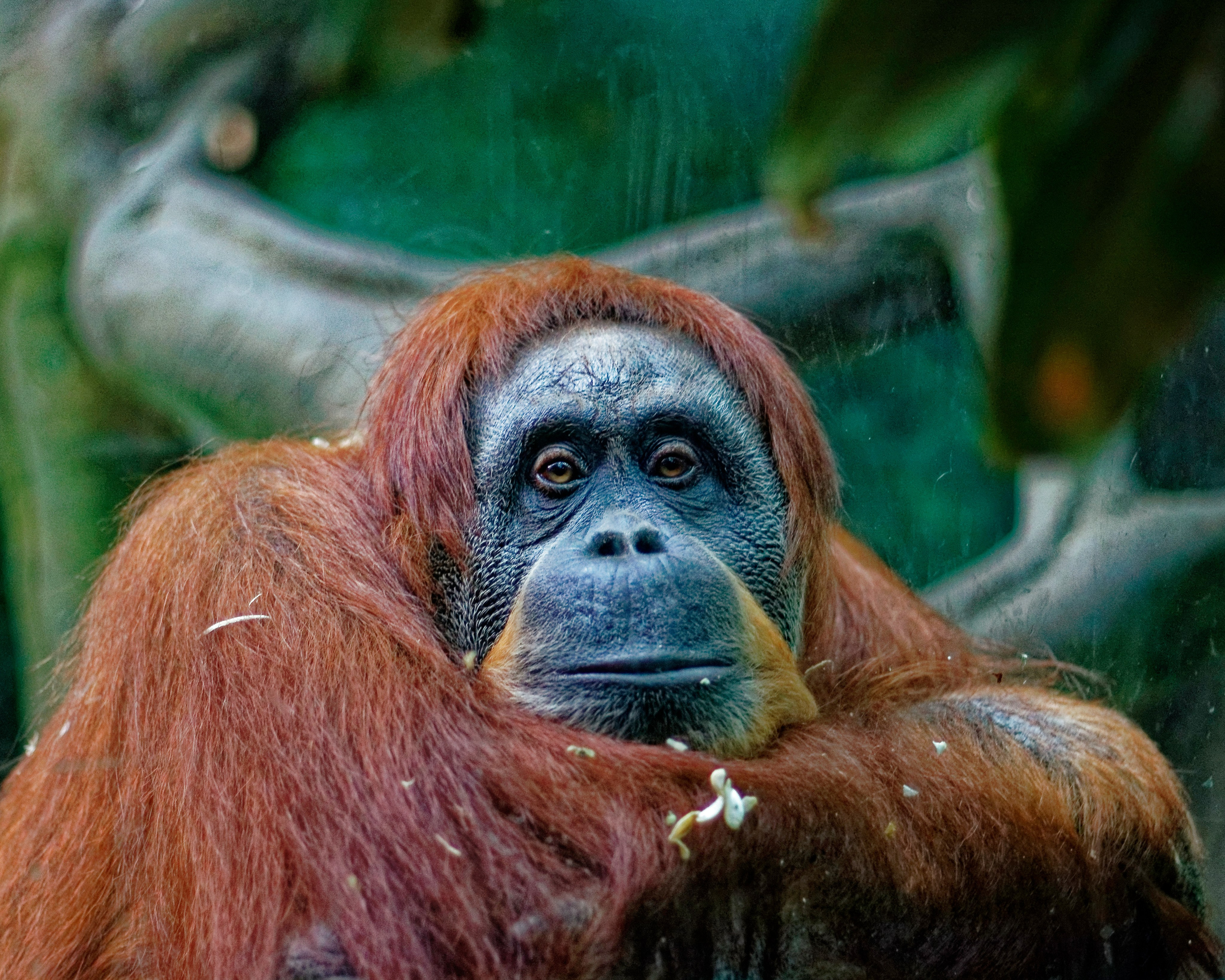 МОСКОВСКИЙ ЗООПАРК. Фотограф Владимир Роля