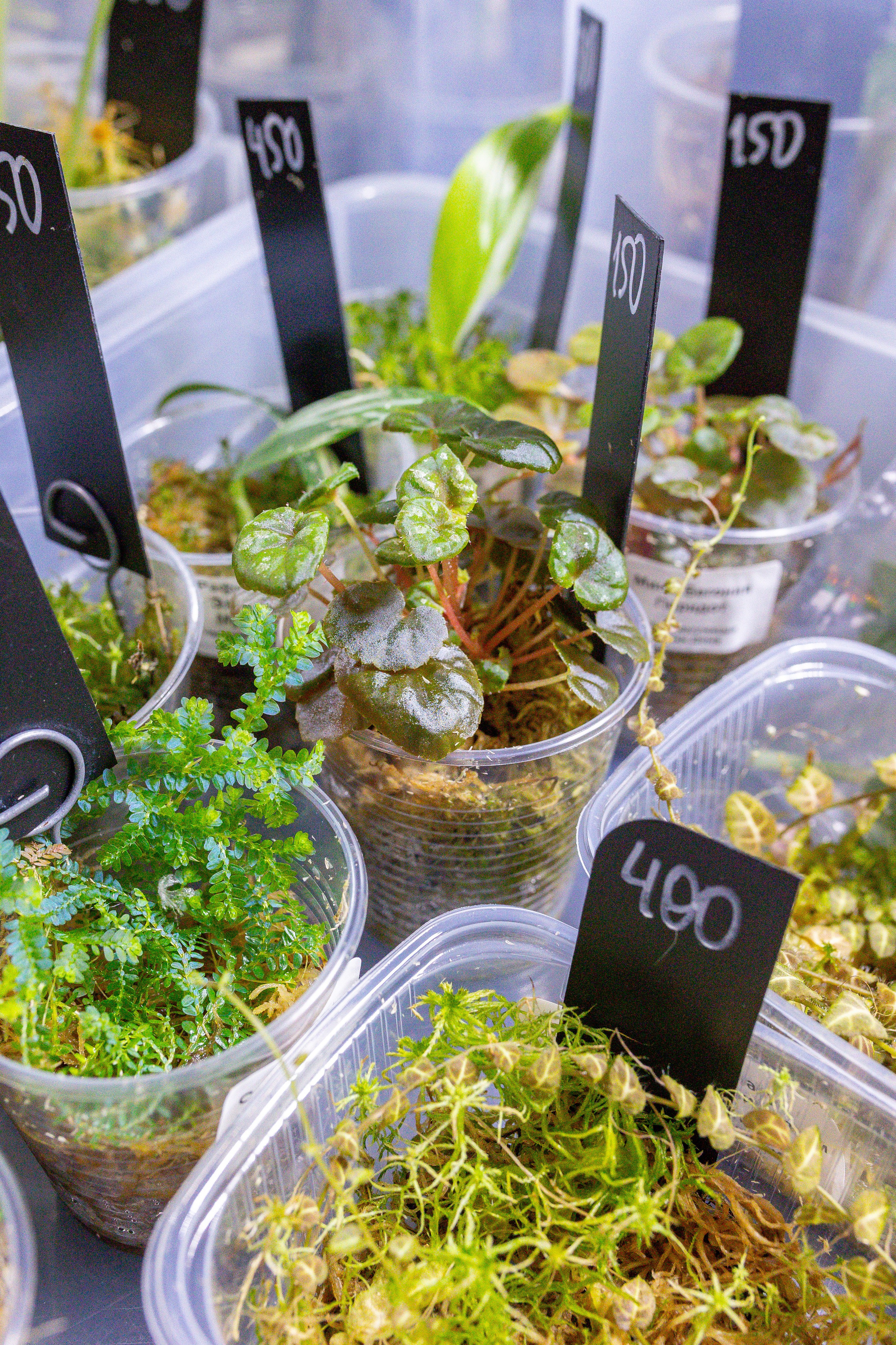 Монстериум 11–12 октября. Александра Куликова фотограф, Москва