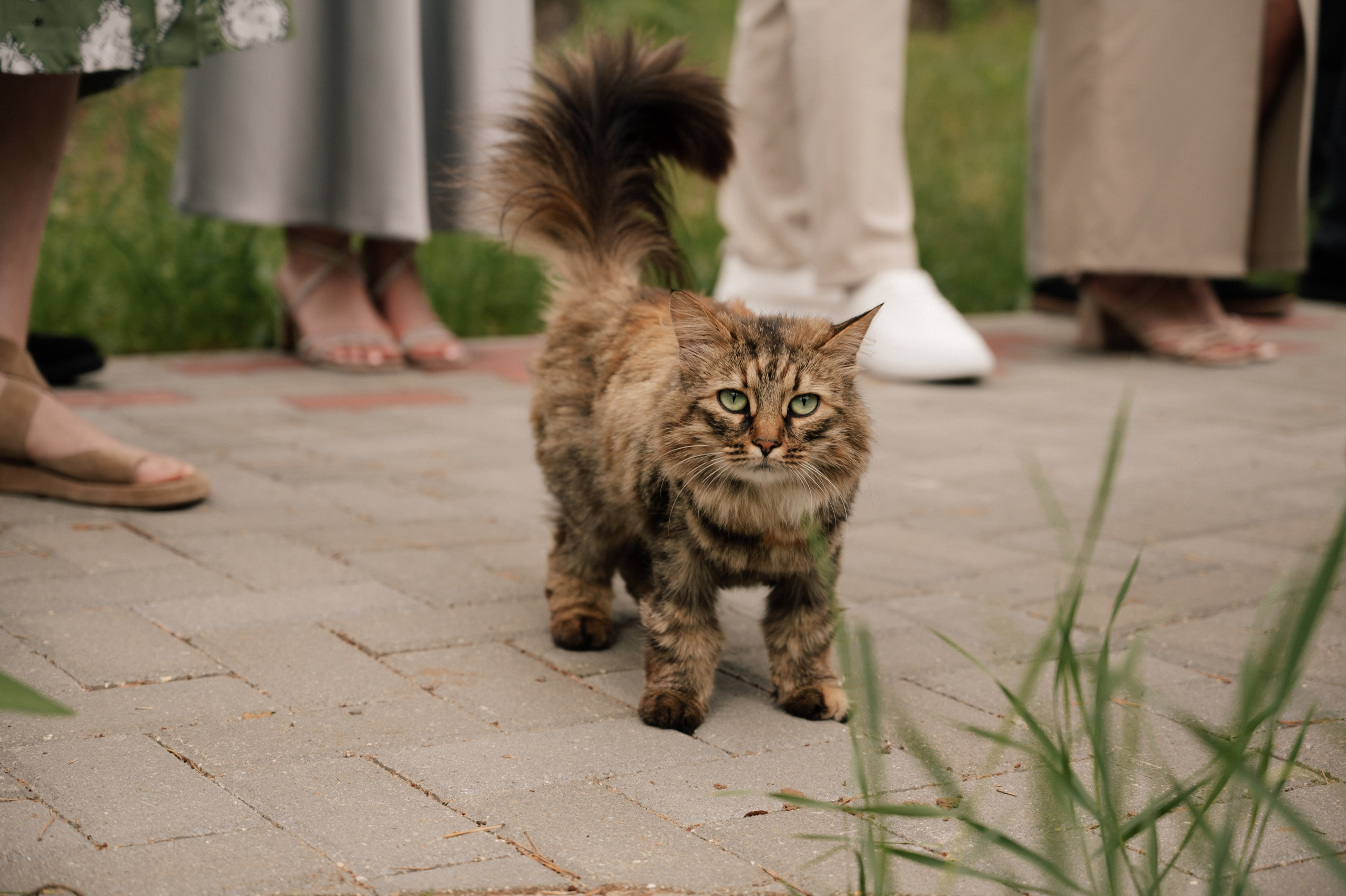 Nadia and Zhenya. Свадебный и семейный фотограф Вероника Холод
