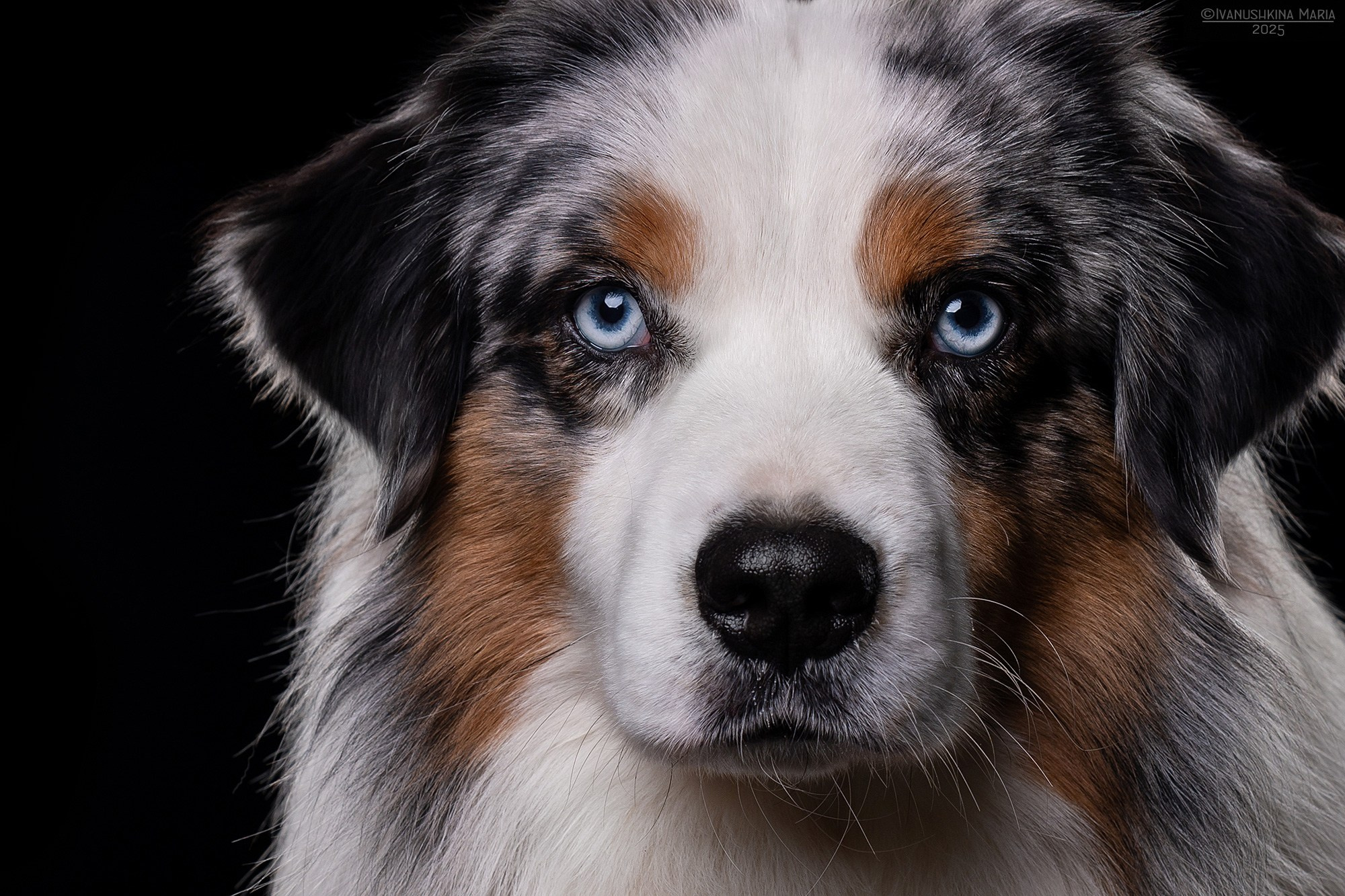 Фотосессия собаки в студии. Фотограф собак в Москве и Московской области Иванушкина Мария