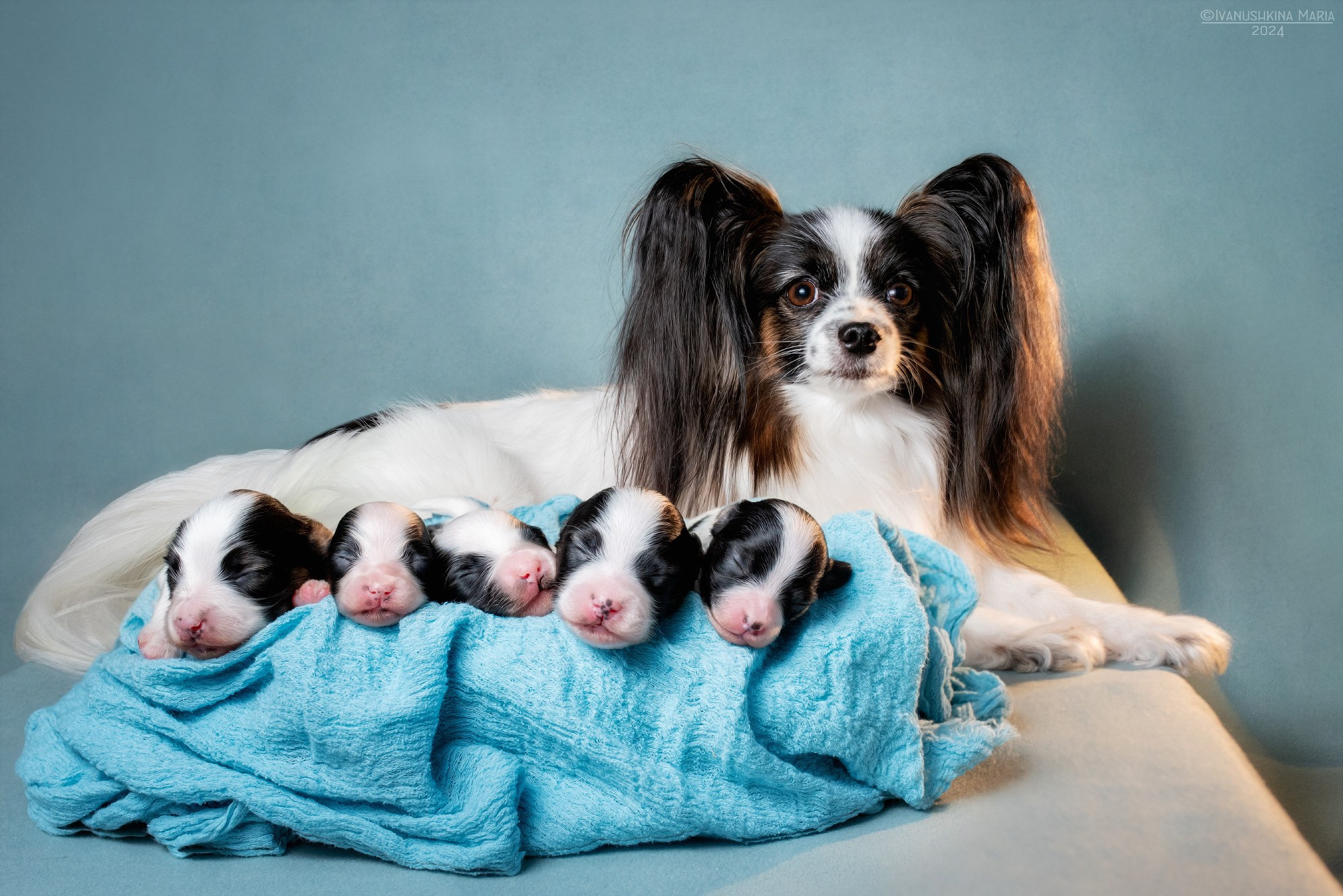 Ньюборн фотосессия щенков. Фотограф собак в Москве и Московской области Иванушкина Мария