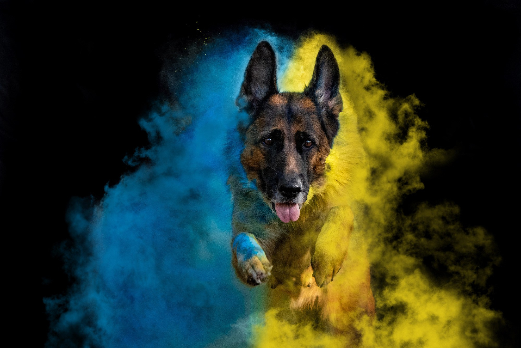 Фотосессия собаки с красками холи. Фотограф собак в Москве и Московской области Иванушкина Мария