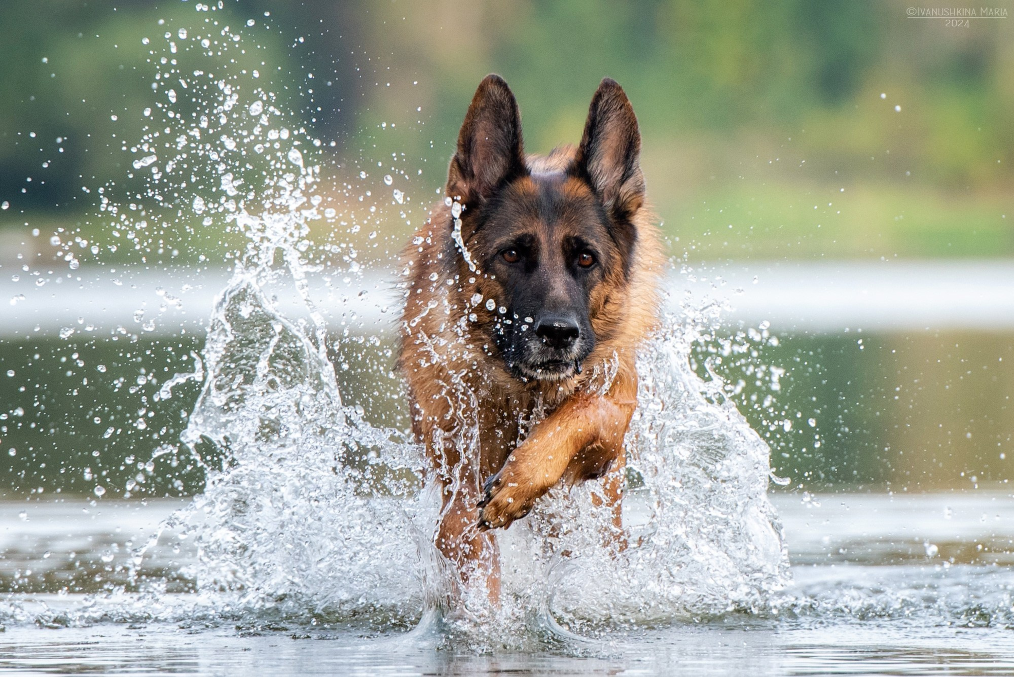 овчарка в воде
