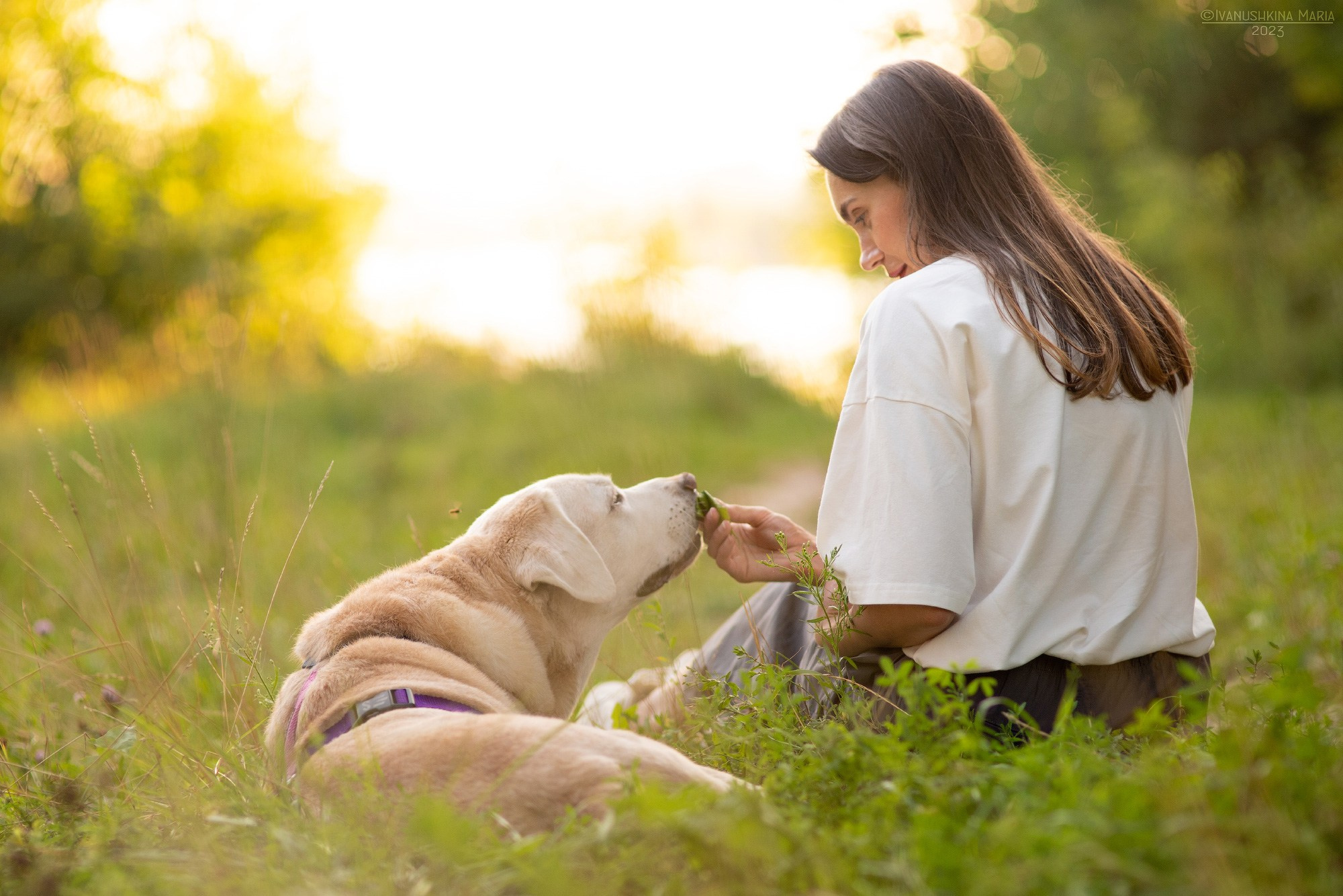 девушка и лабрадор