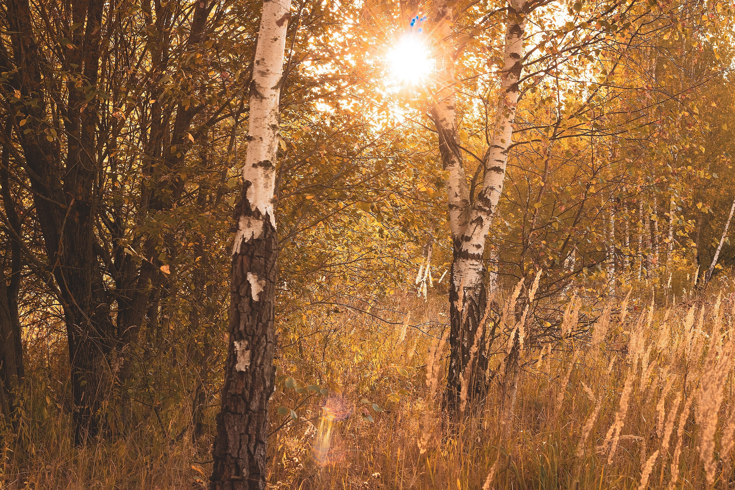 Свет и Цвет. Аmat Victoria Сuram