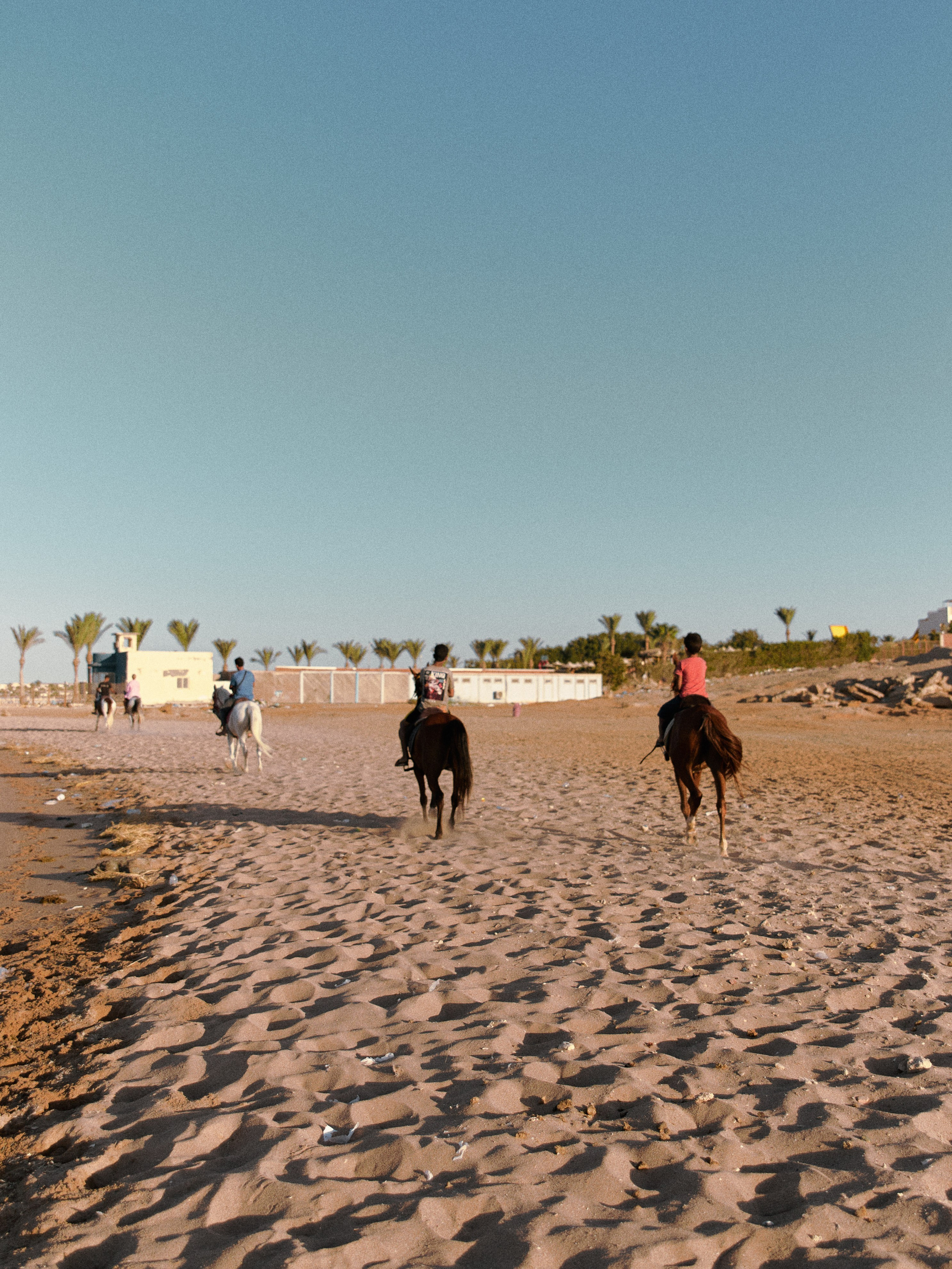 Лошадиная ферма. Jorgis — фотограф в Хургаде / обучение фотографии