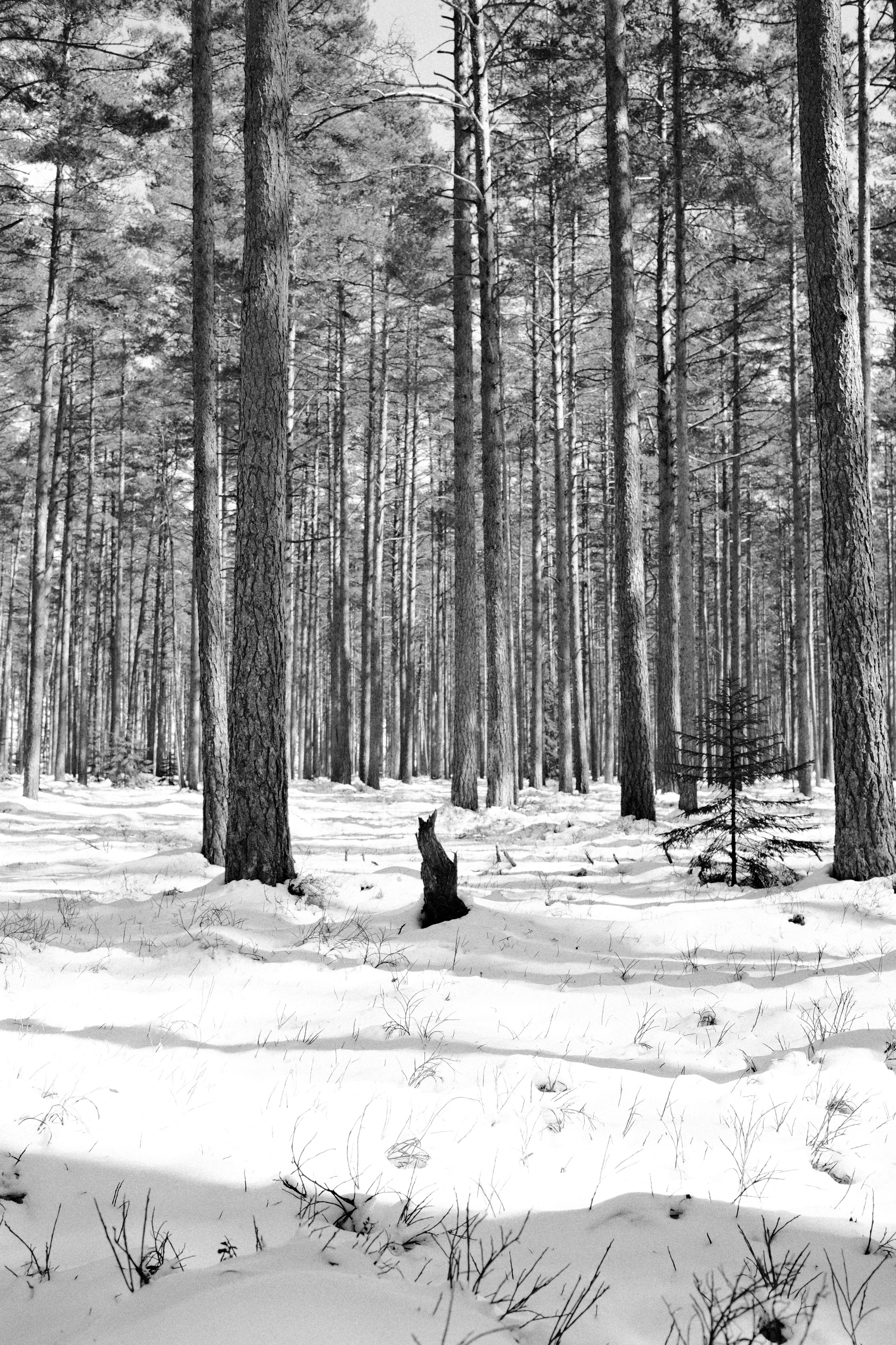 Сказочный лес. Портретный фотограф