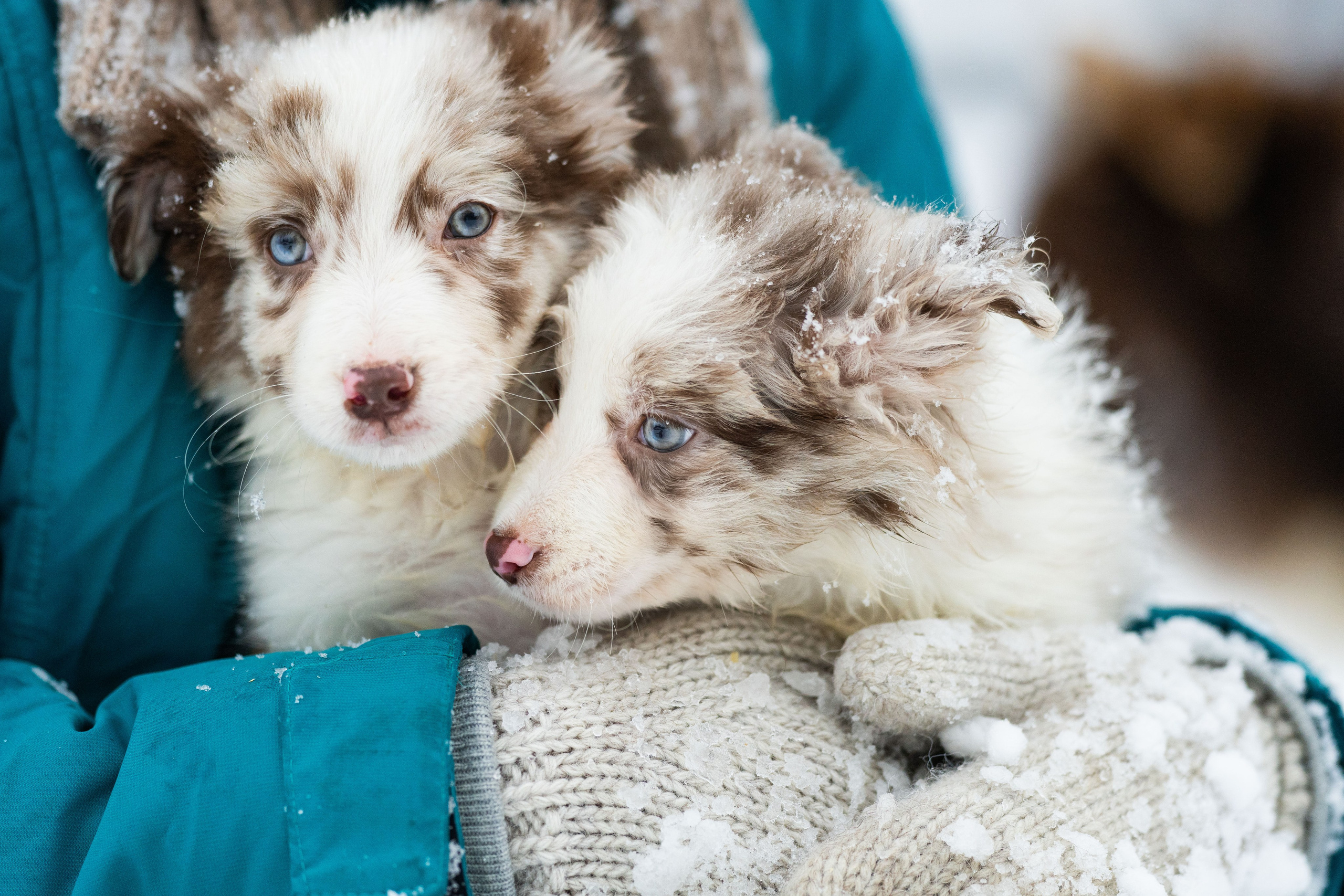 Фритсвит. Семейный фотограф Ефремова Виктория