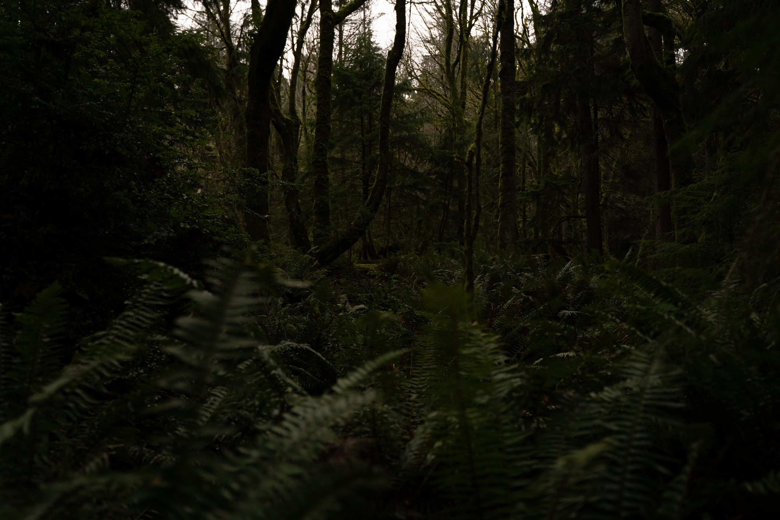 A midsummer night’s dream [magic flower]. Wedding & engagement photographer in Seattle, WA. Tania Maureira