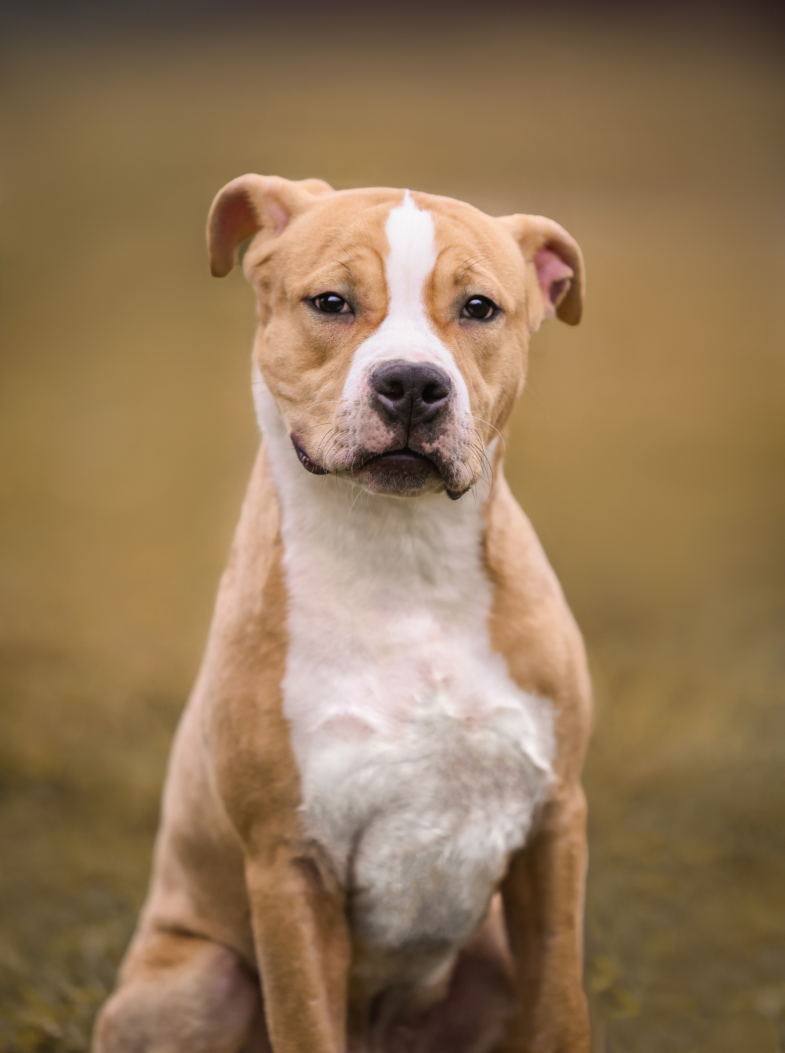 Анималистика. Репортаж. Индивидуальная съемка