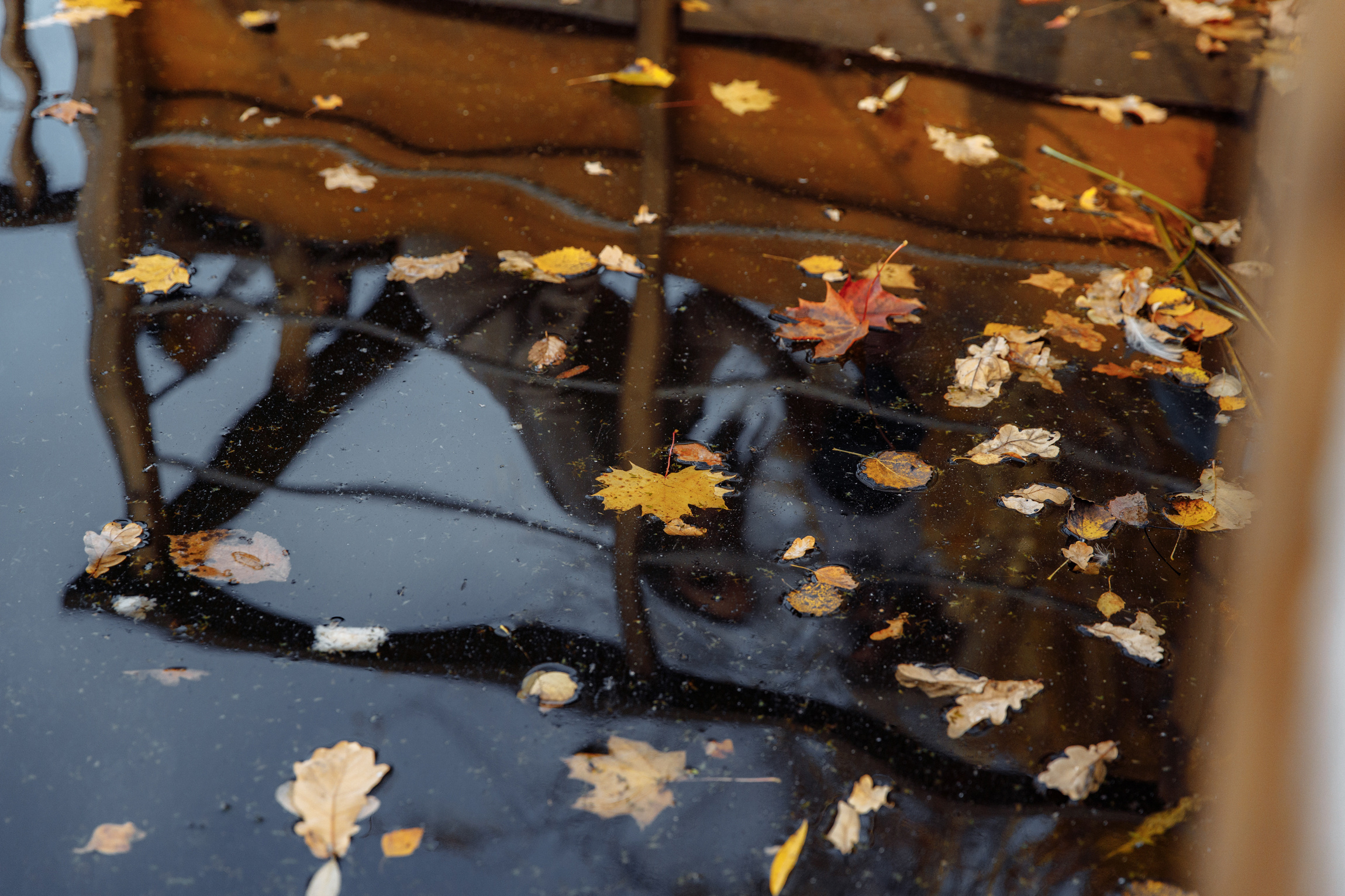 Фотограф Анна Руданова Осенняя фотопрогулка. Саша , Алена и Алиса