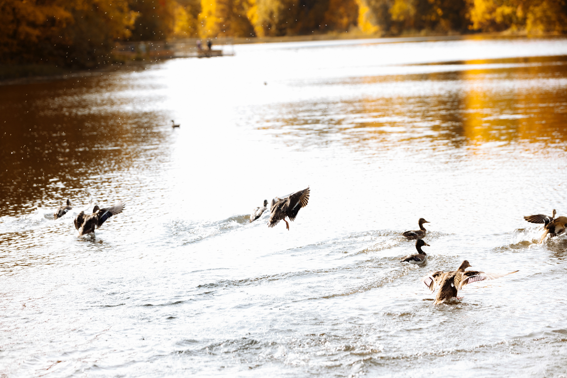 Фотограф Анна Руданова Осенняя фотопрогулка. Саша , Алена и Алиса