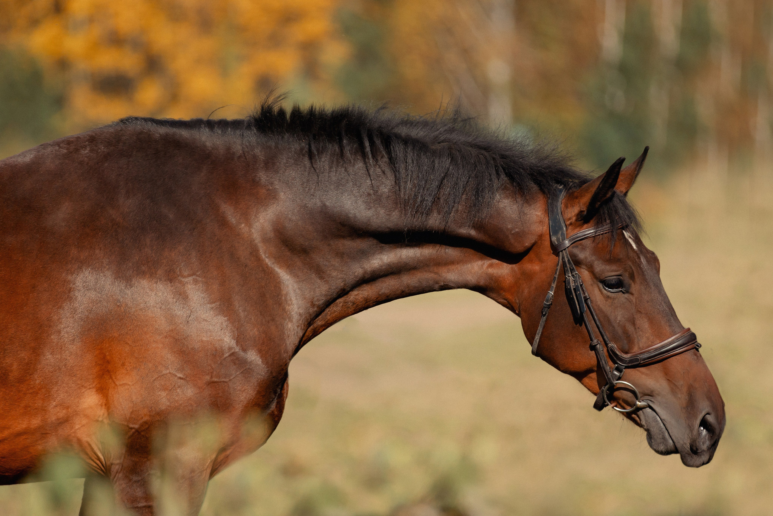 Лошади. Конный фотограф Валынкина Лера