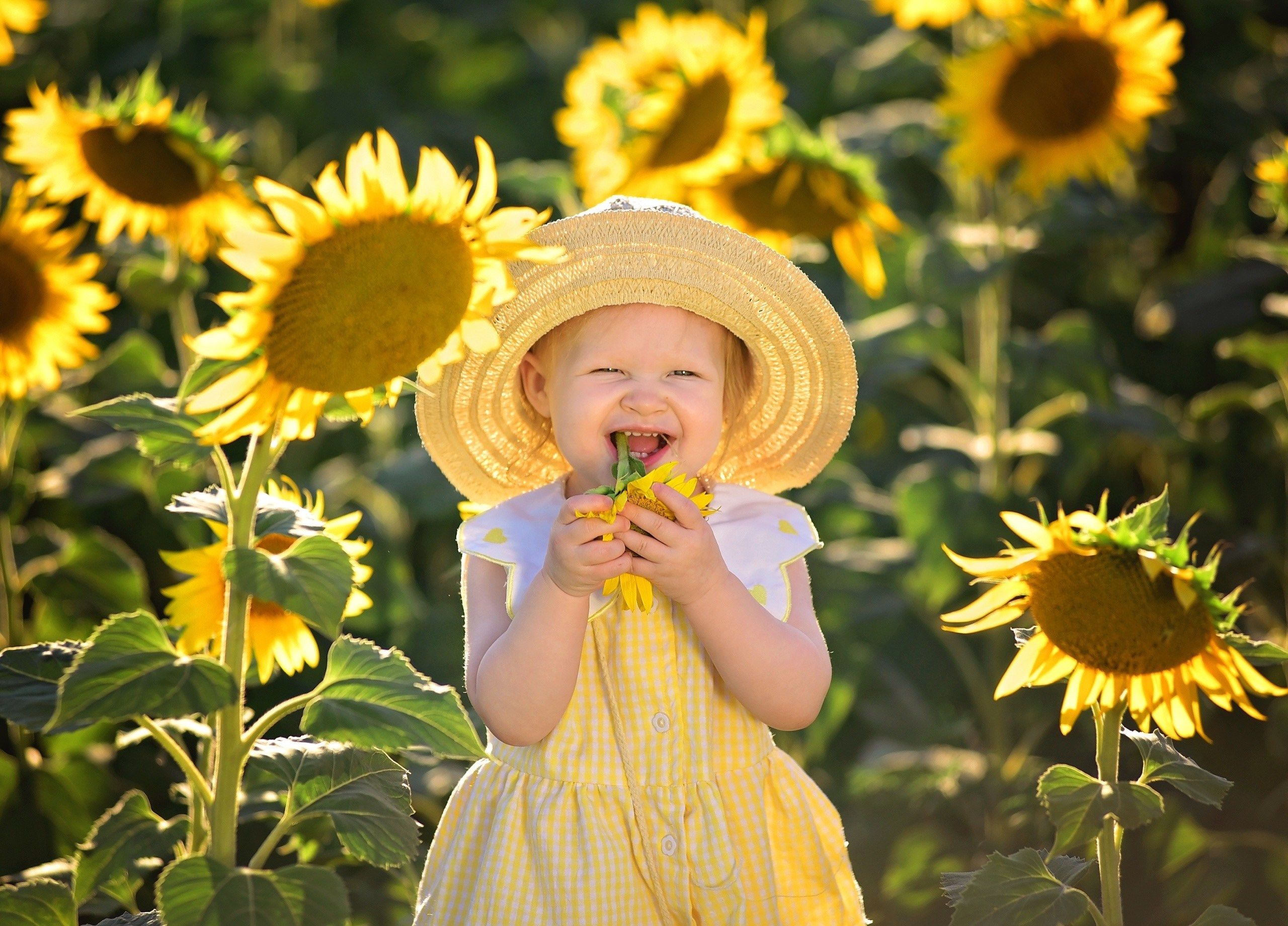 Подсолнухи. Главная