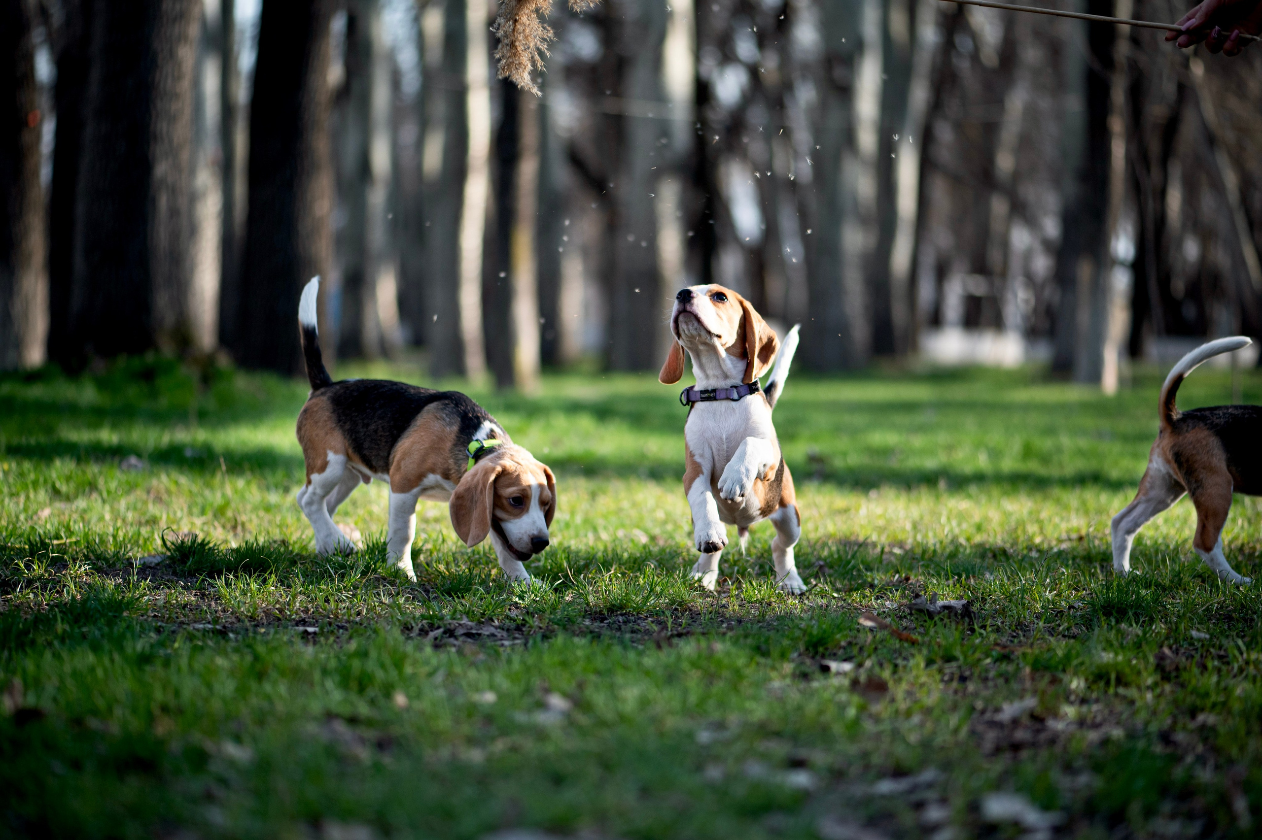 Зверье. Elnora Atnagulova Foodphotography