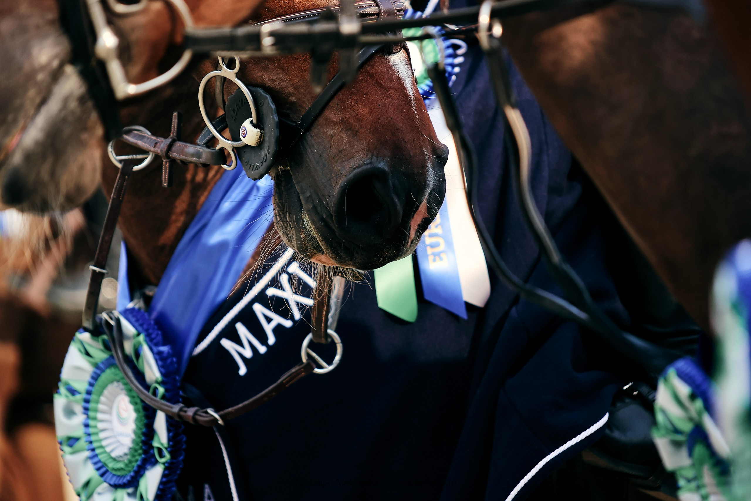 Maxima Masters Eurasia Team Competition по конкуру, Maxima Stables | 06'2023. Репортажный фотограф и ретушер в Москве Наталья Алексеева