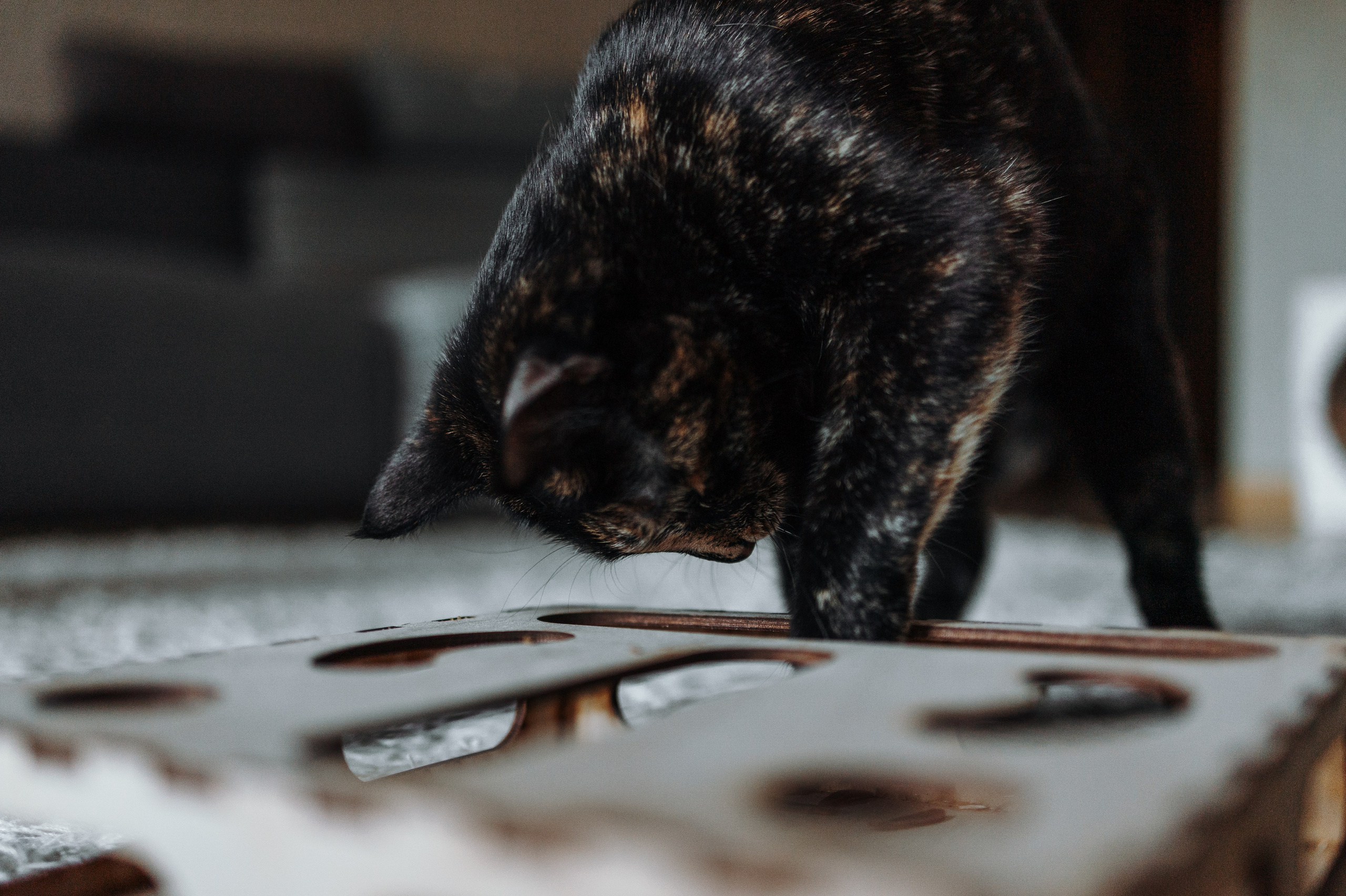 Саша и ее хвосты. Фотограф — Анималист | Санкт-Петербург