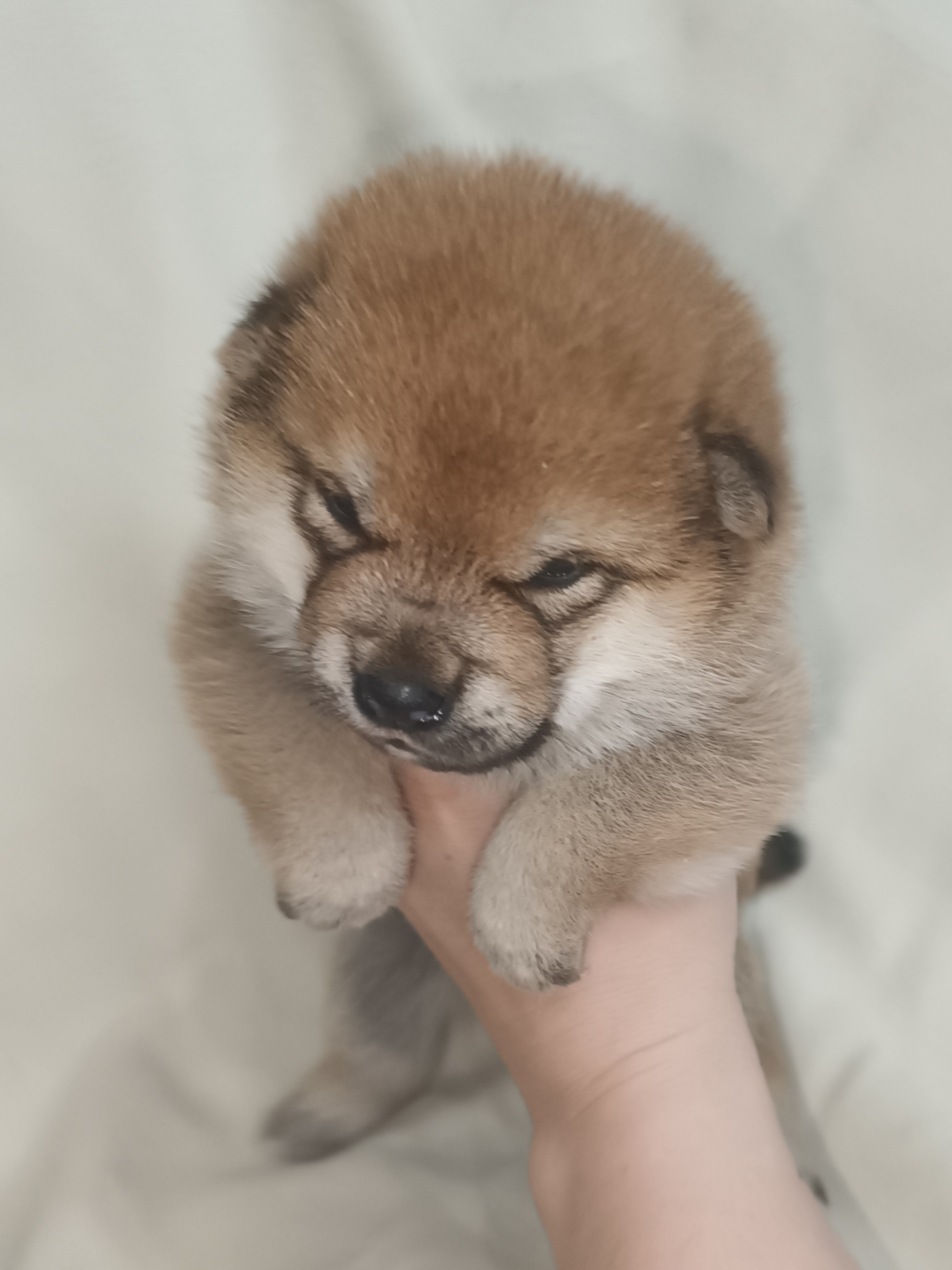 сиба питомник Рубилайт щенки на продажу rubylight  сиба щенки купить СПб Санкт-Петербург 