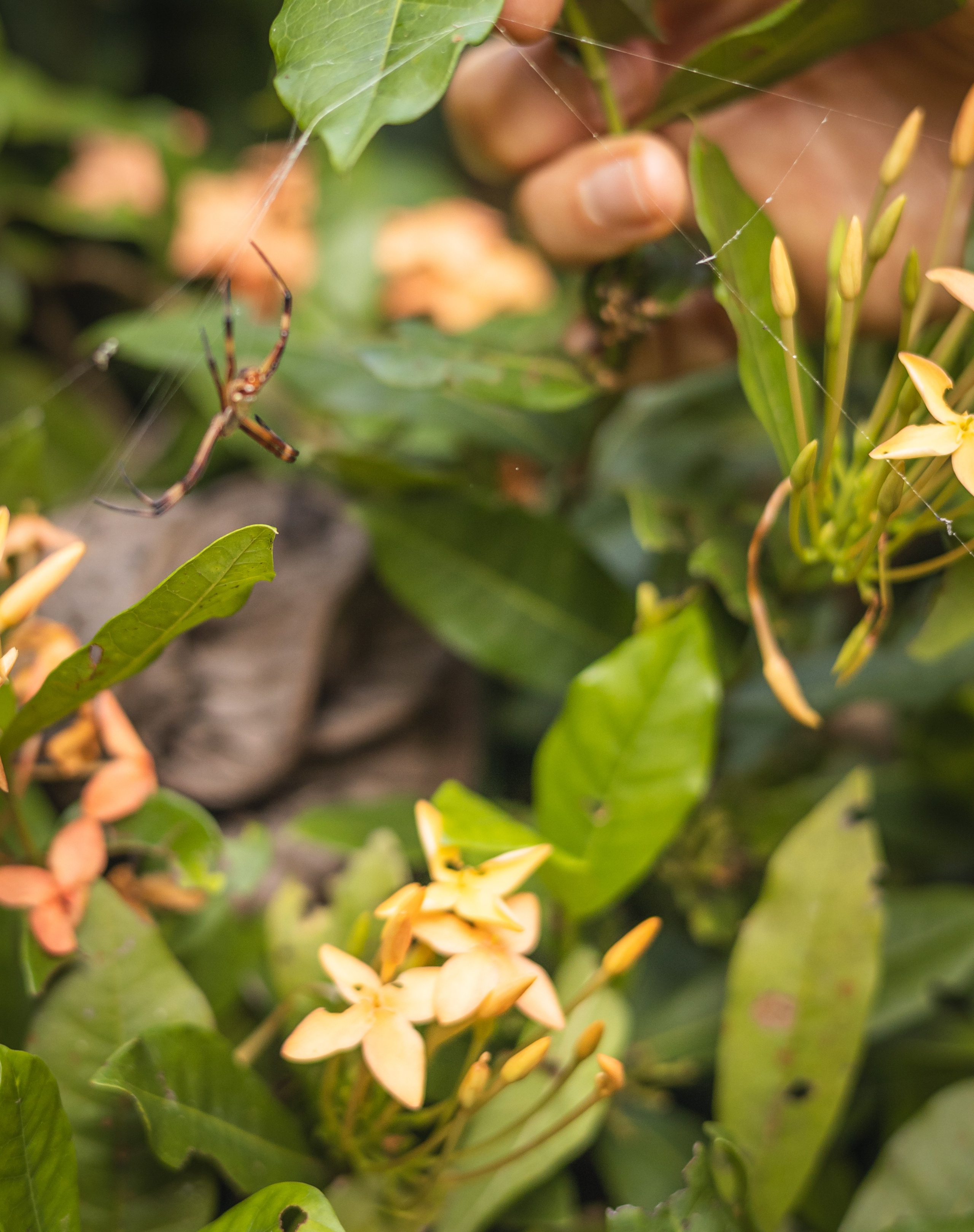 Authenticity of women and nature. Family, portrait, content photo in Costa Rica Evgeniya Besprozvannykh