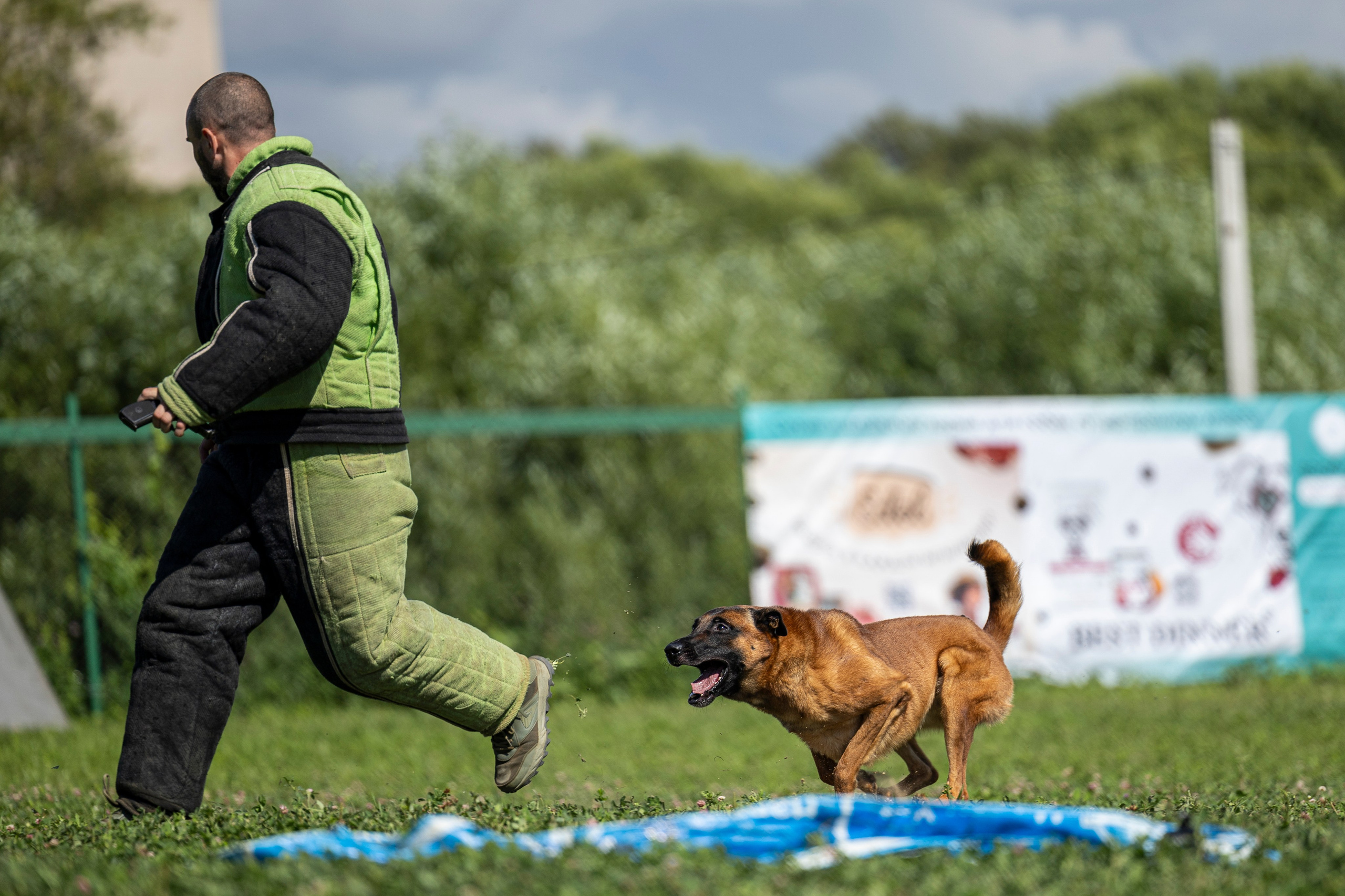Соревнования по Мондьорингу г. Вологда 10-11.08.2024. Фотограф-анималист Анна Маринич