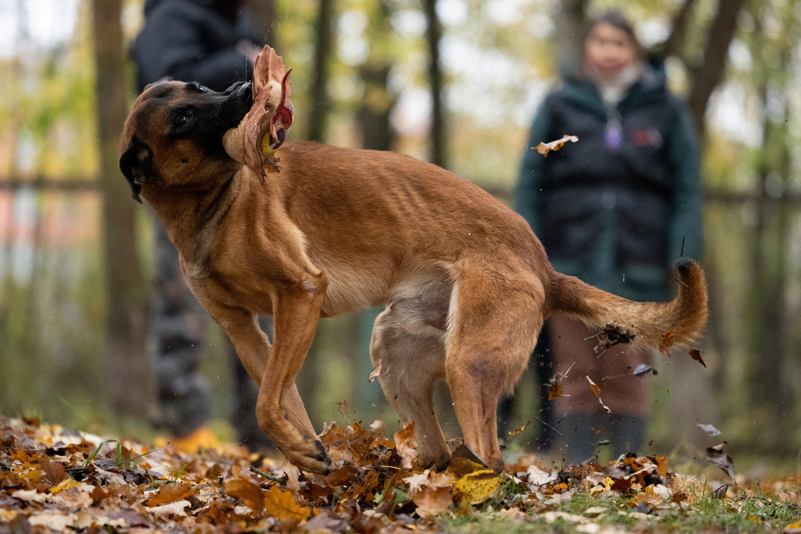 Соревнования по Мондьорингу г. Вологда. Фотограф-анималист Анна Маринич