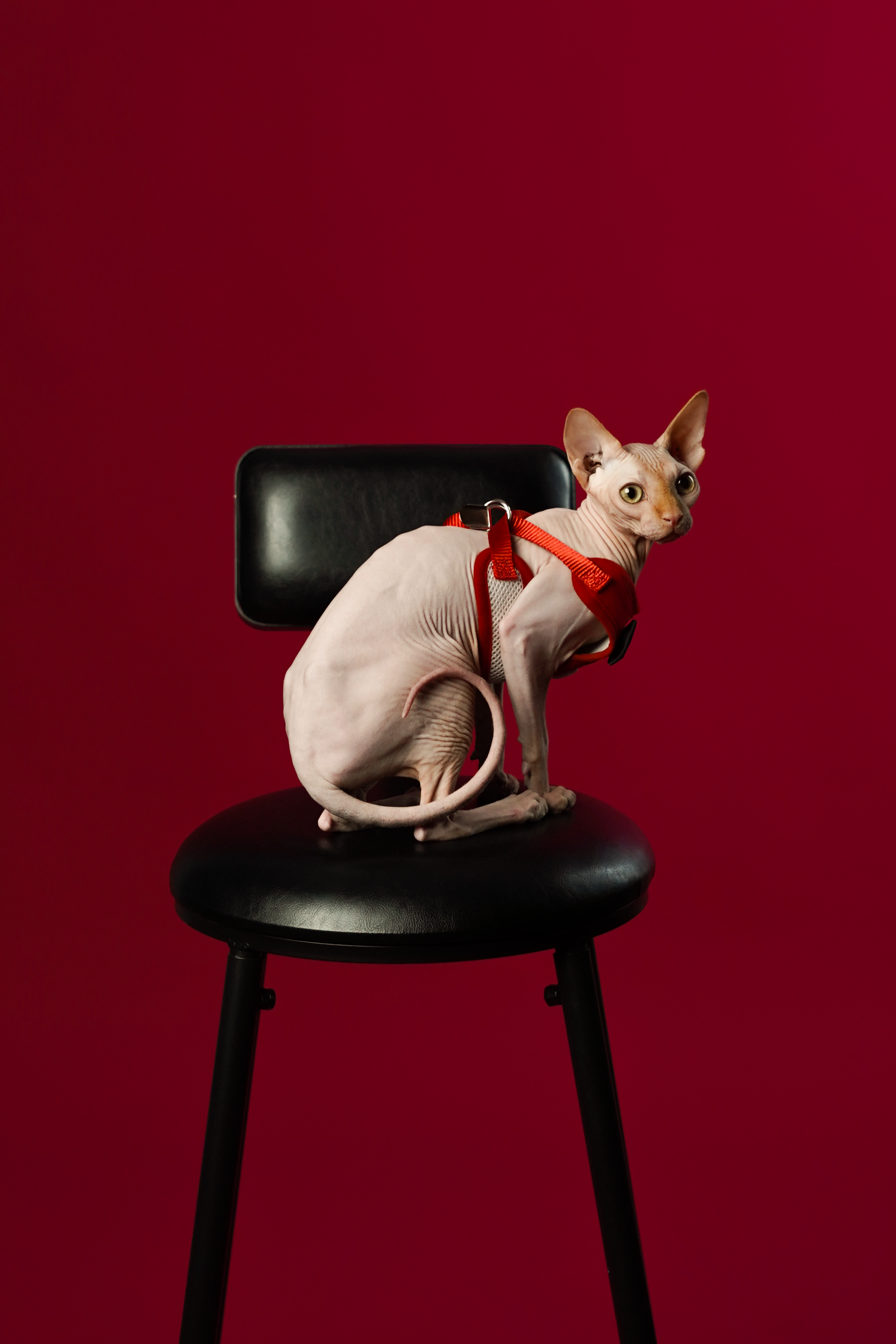 Отзывы. Автопортретная | CONTRAST | Губкин