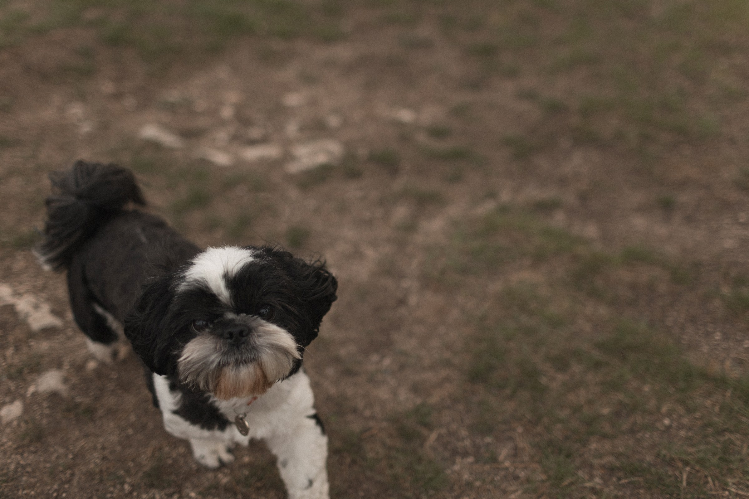 Хантер и его семья. Sovushka DS