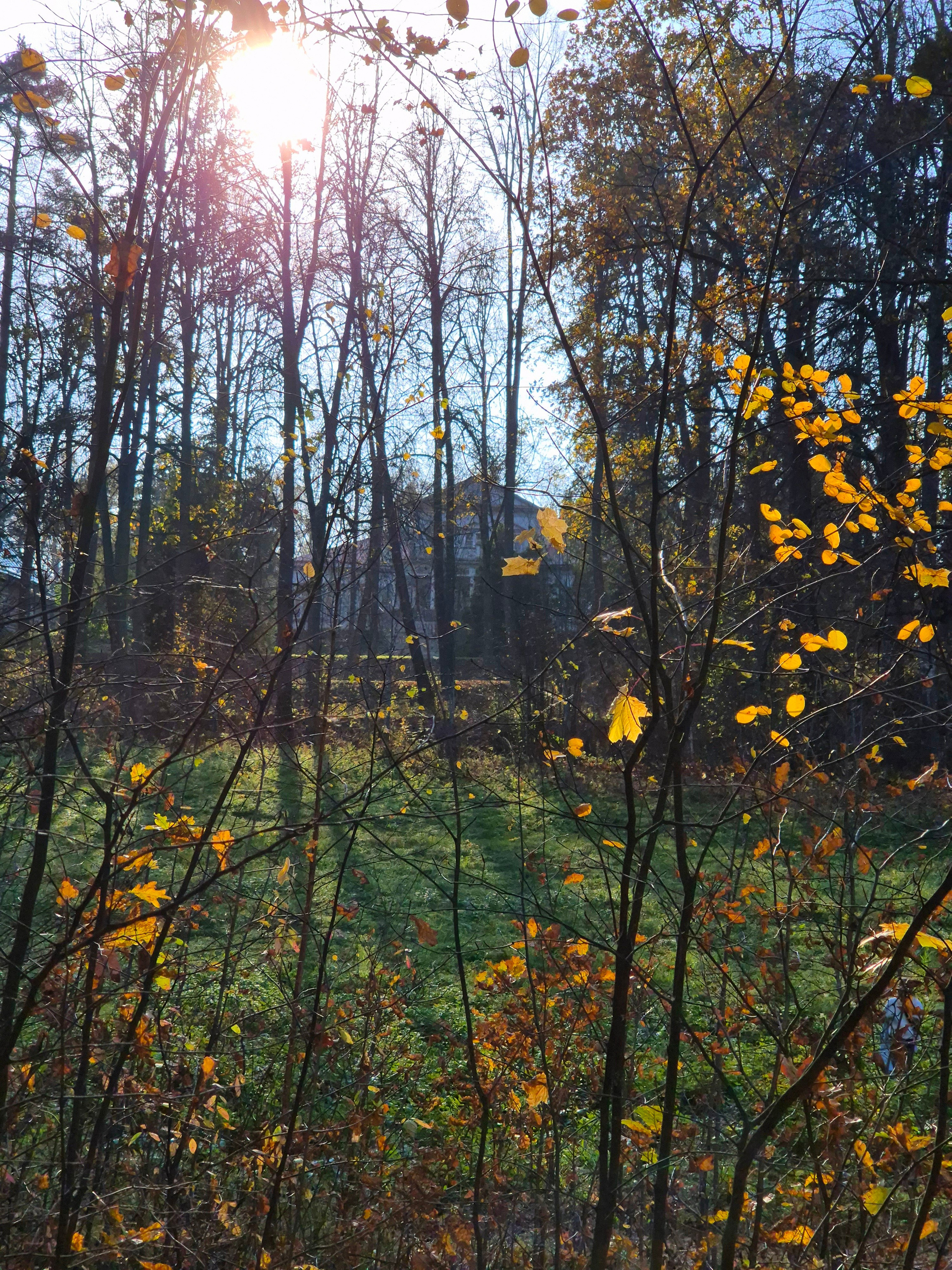 Парк сбросил часть листвы, под ногами ковер из желтых листьев