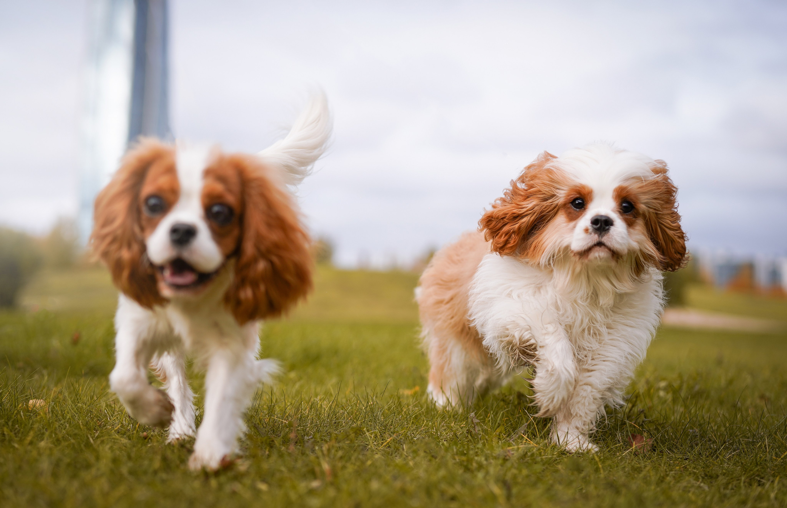 Катя Валера Саша и кавалерчики. Фотограф-анималист в Санкт-Петербурге Яна Мартынова