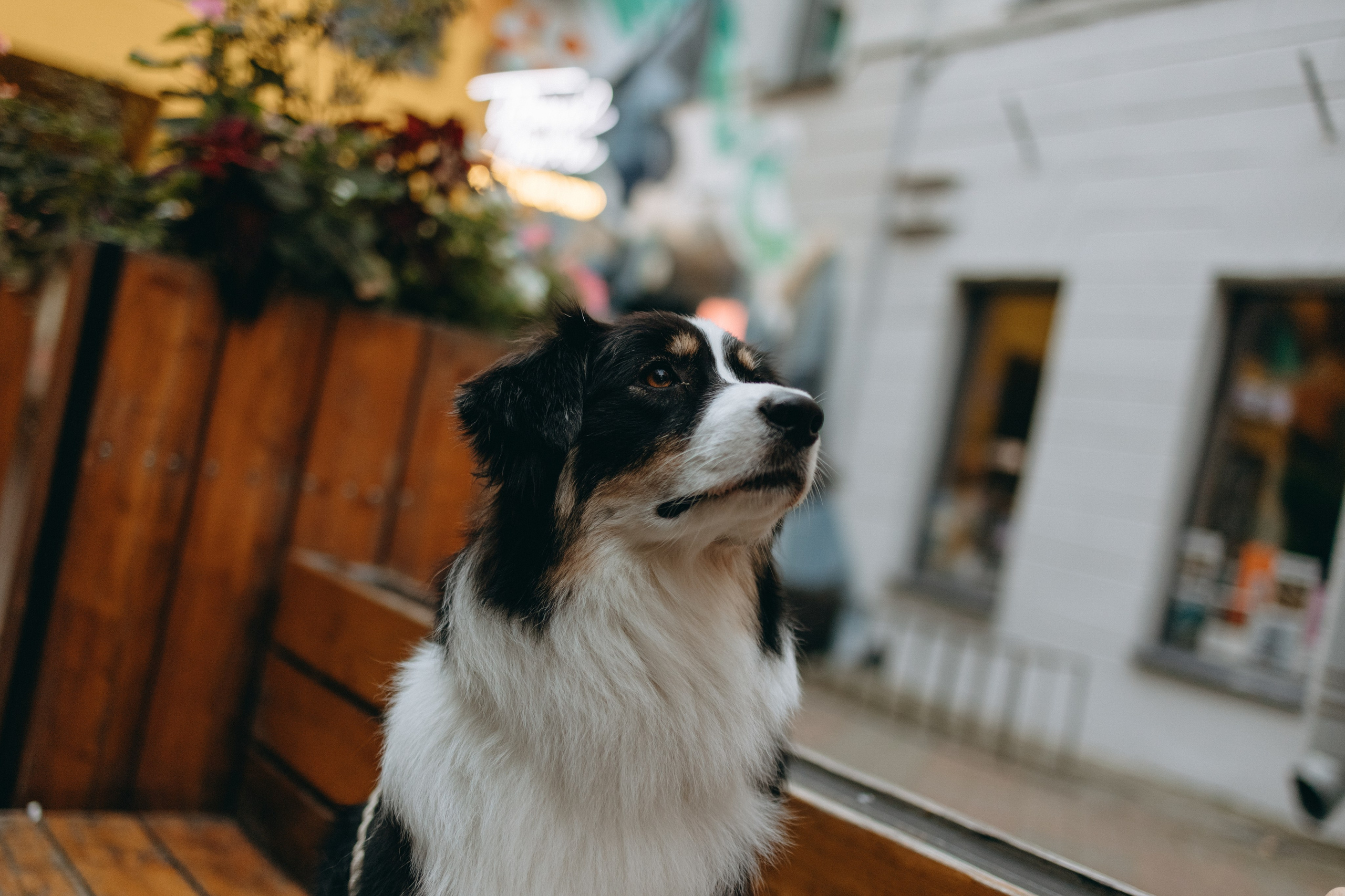 Катя и ее девочки. Фотограф — Анималист | Санкт-Петербург