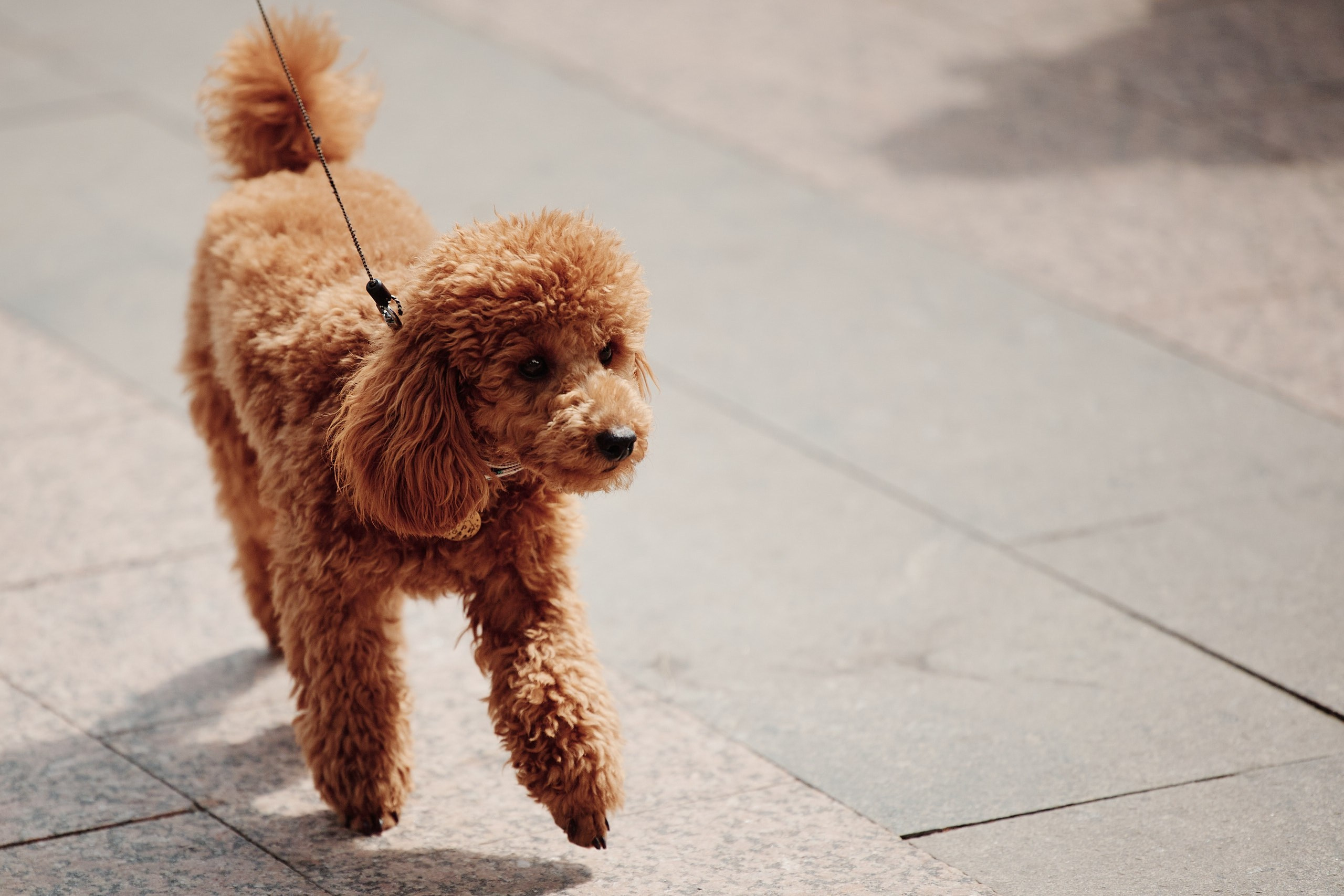 День Молодежи 2025. Репортажная съемка в Москве