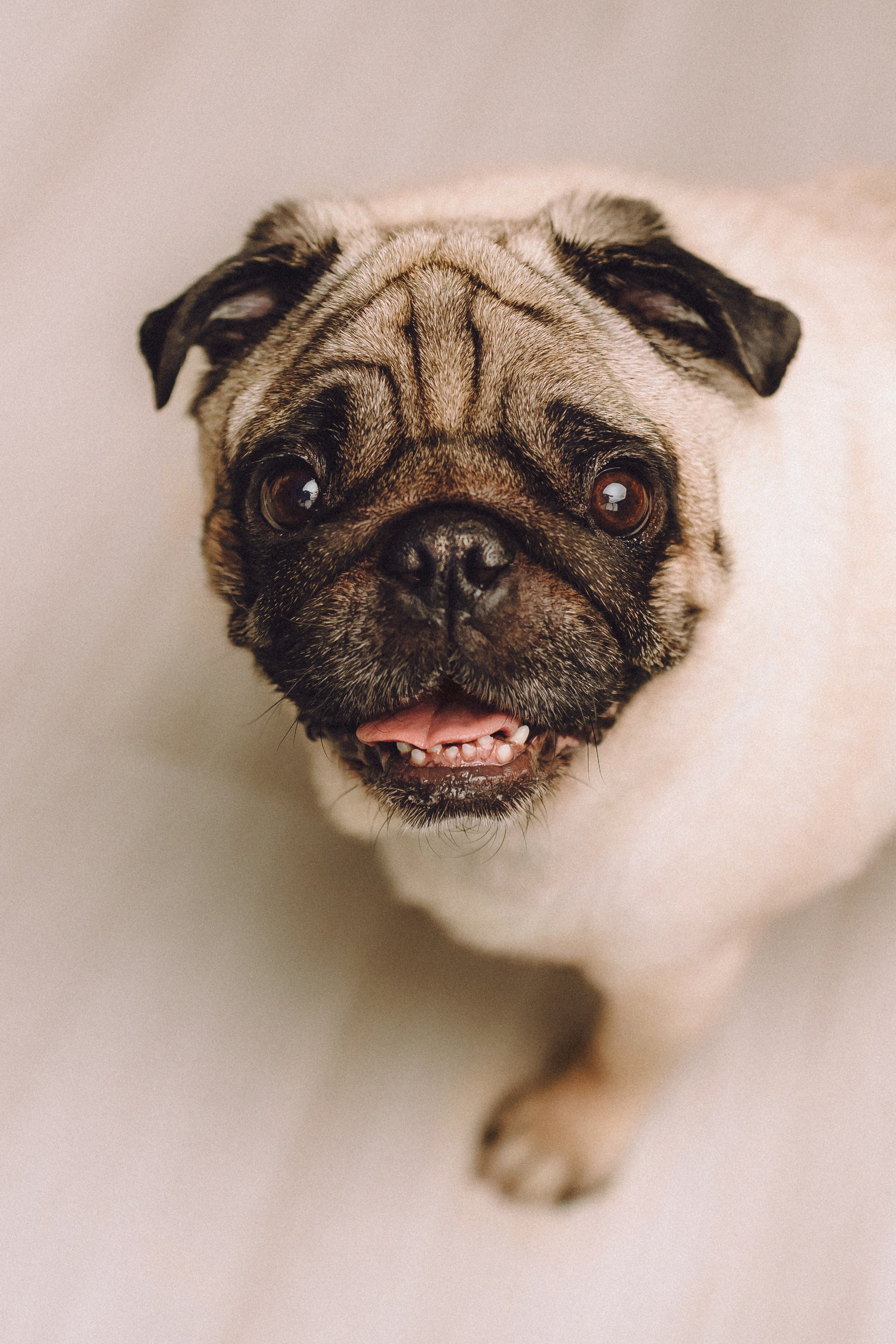 Денис, Василина, Гаврюша и Кнопка