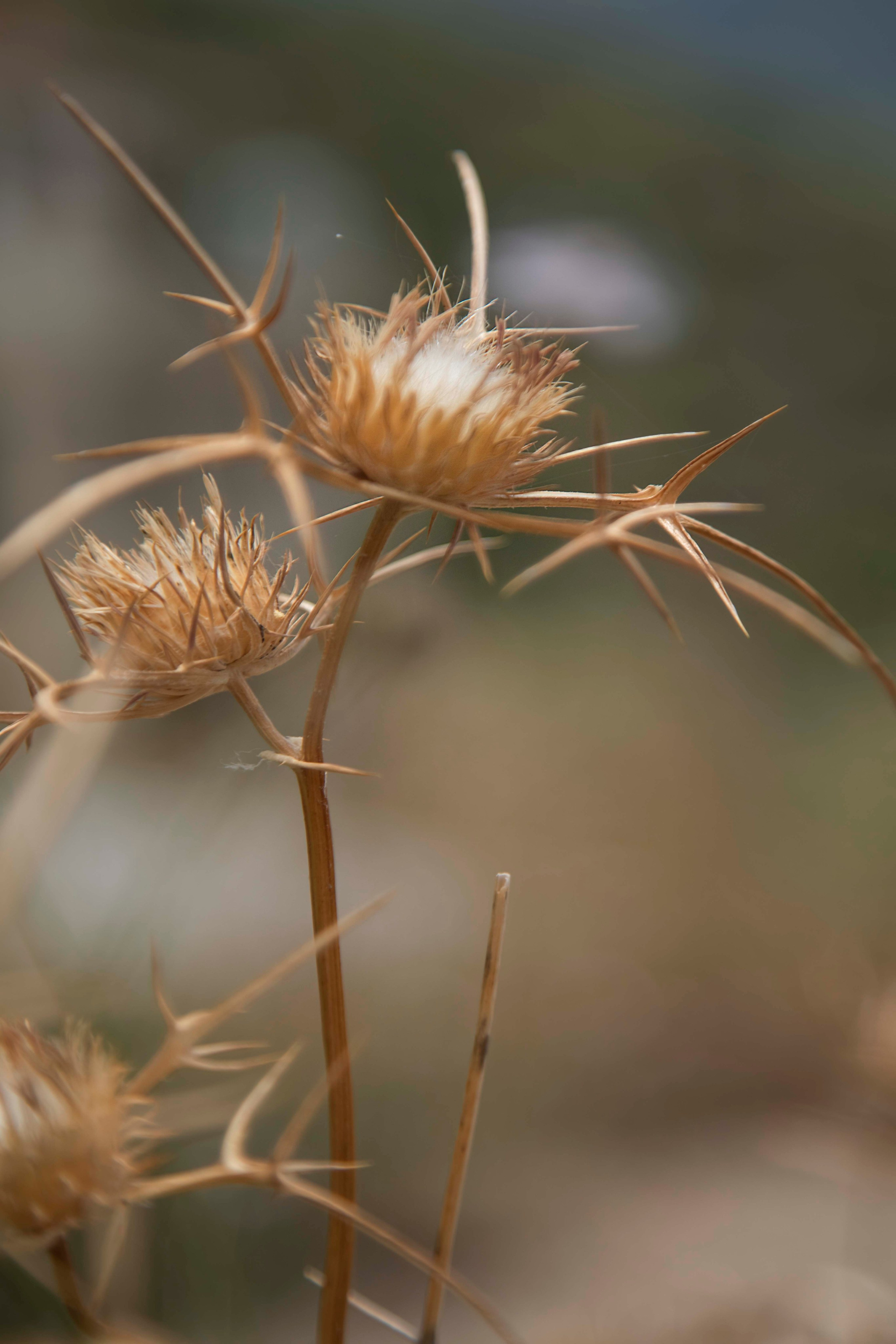 Lera. Семейный и детский фотограф в Санкт-Петербург. Natalia Fadel