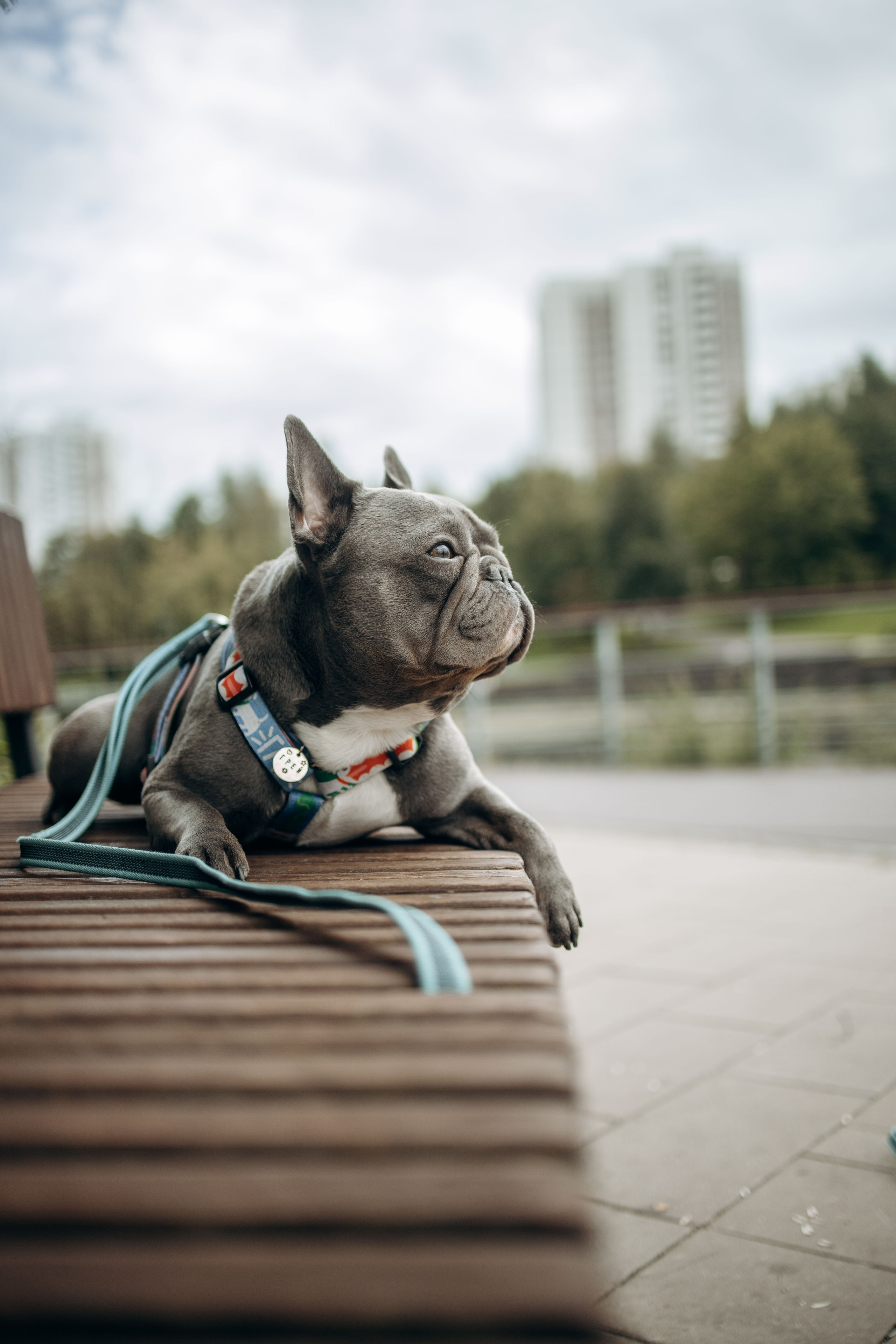 Грей и его семья