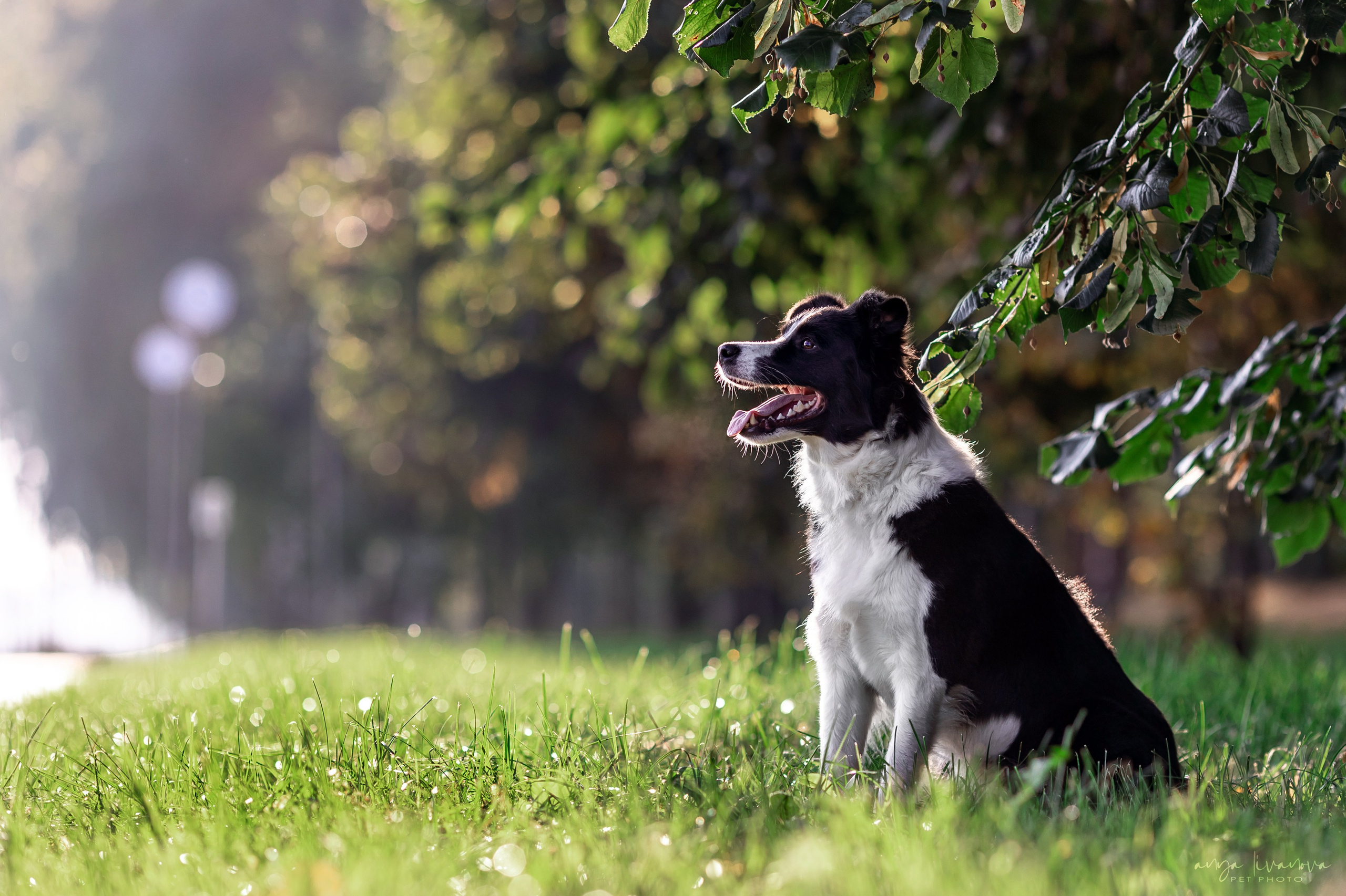 Алена и Майли. Фотограф анималист Аня Ливанова | Рыбинск