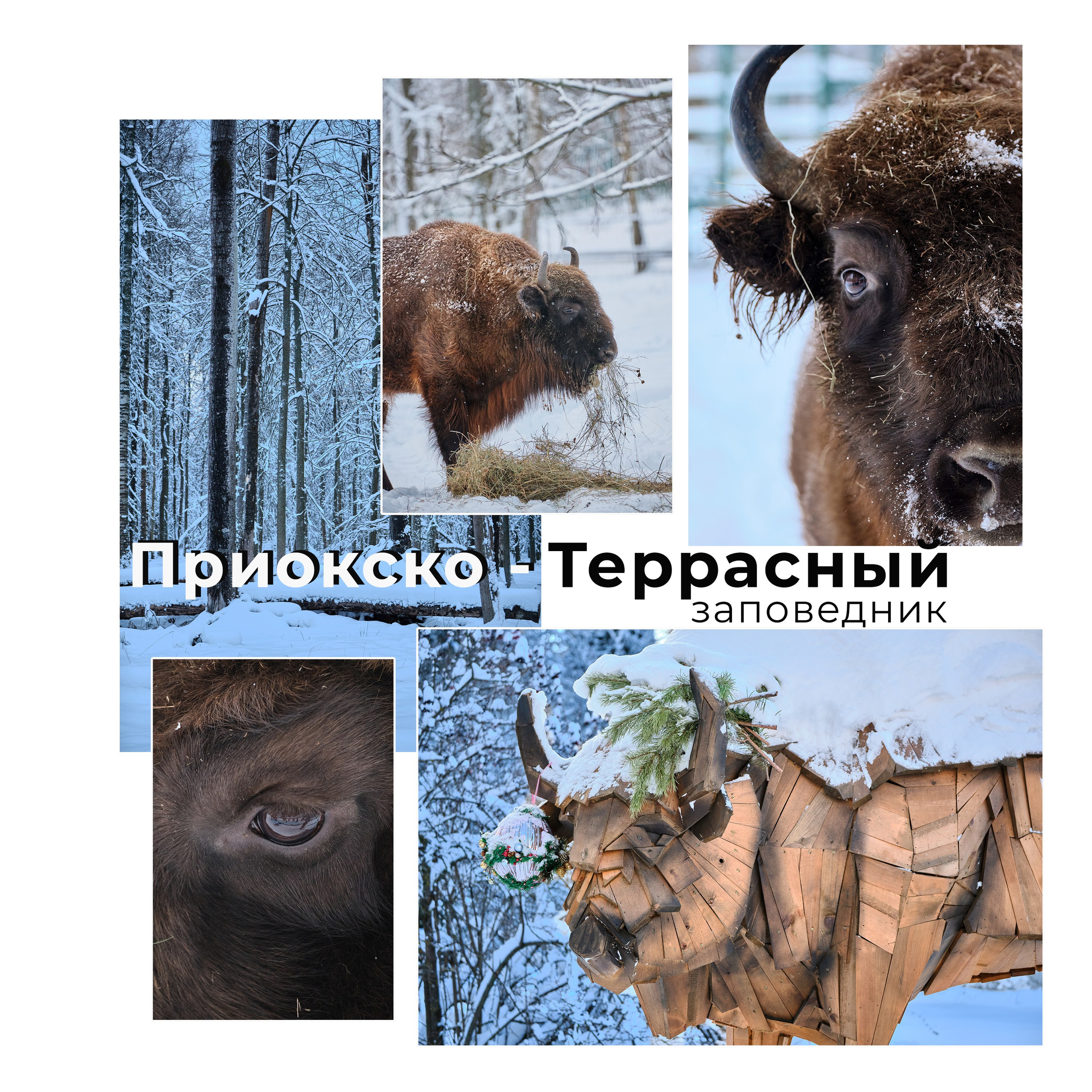 Приокско-Террасный заповедник. Репортажная фото и видеосъемка в Москве под ключ