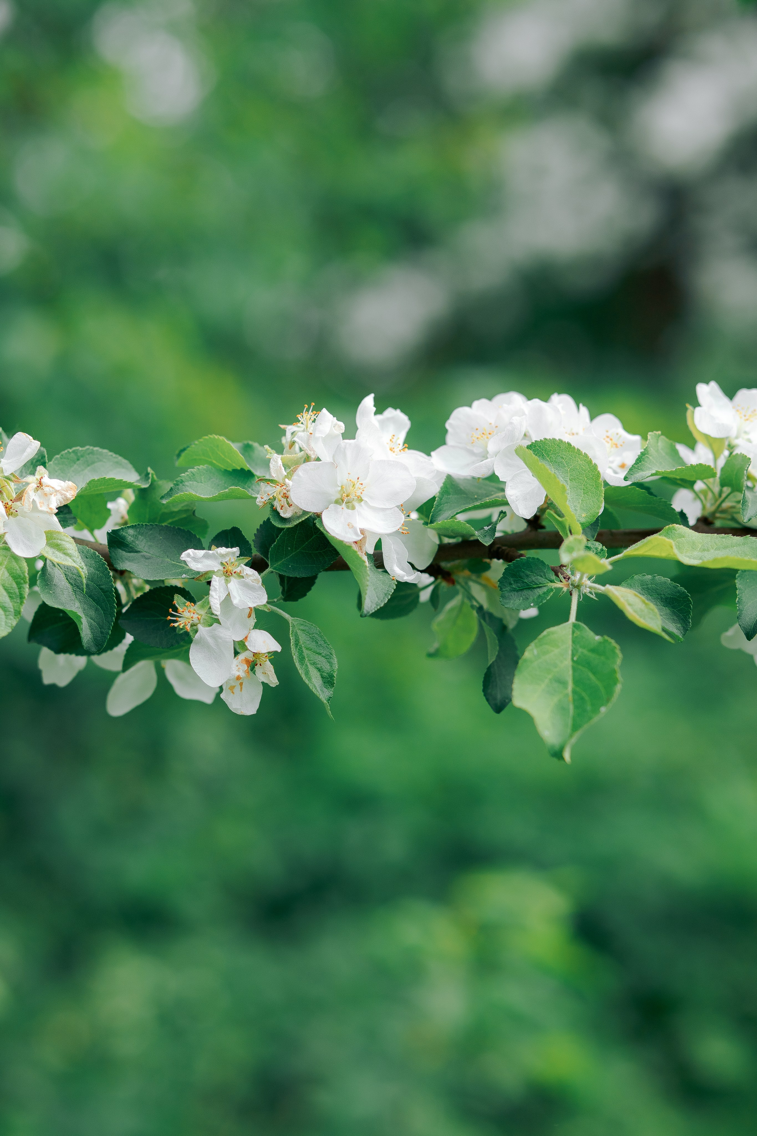 Фотосессия мамы и дочки цветение — Муринский парк. Фотограф в Санкт-Петербурге, Анна Скворцова