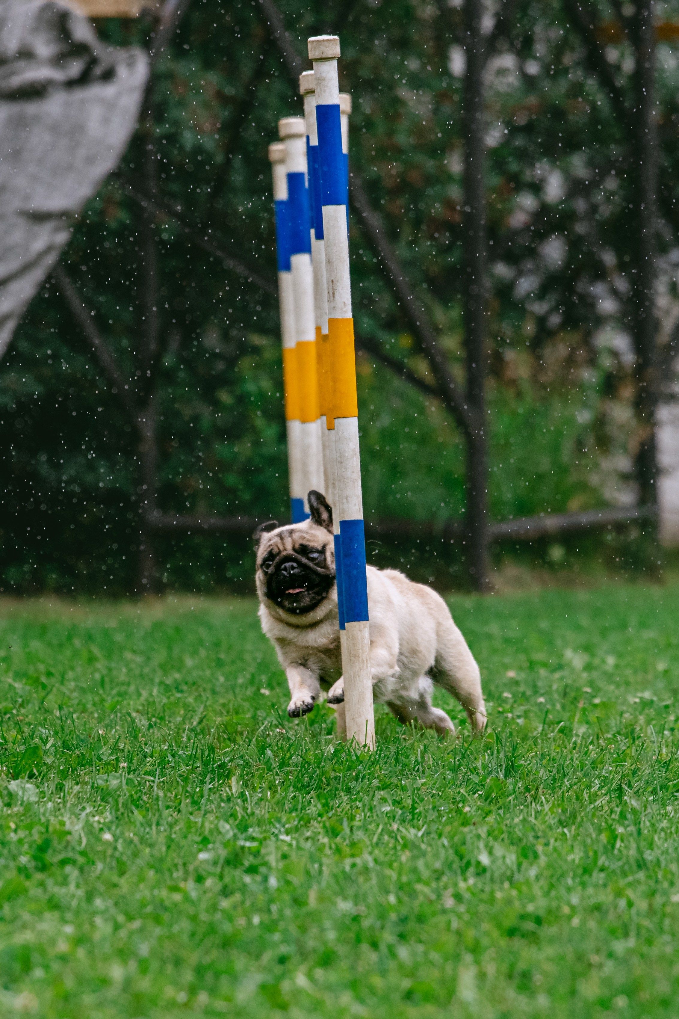 Соревнования по аджилити Долгопрудный 30.06.2025. Фотограф-анималист Татьяна Степанова