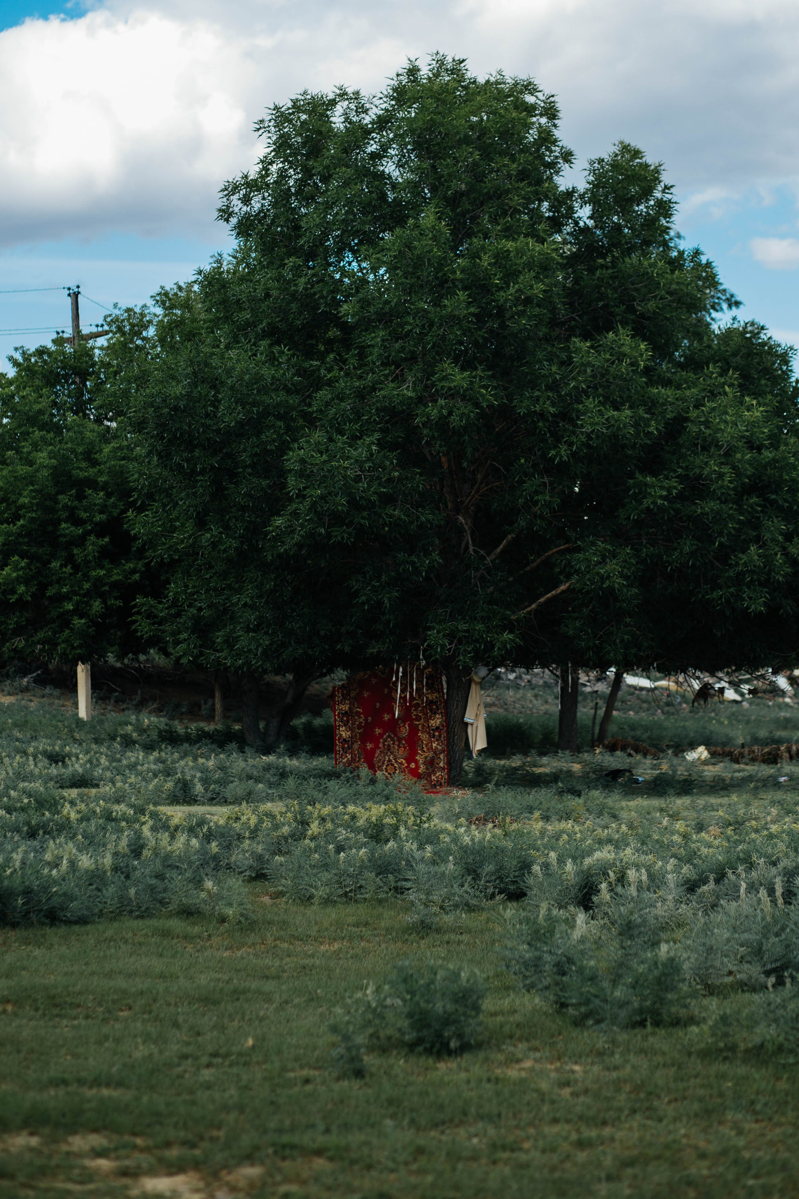 Ken Dala. Shakhmanoff.kz