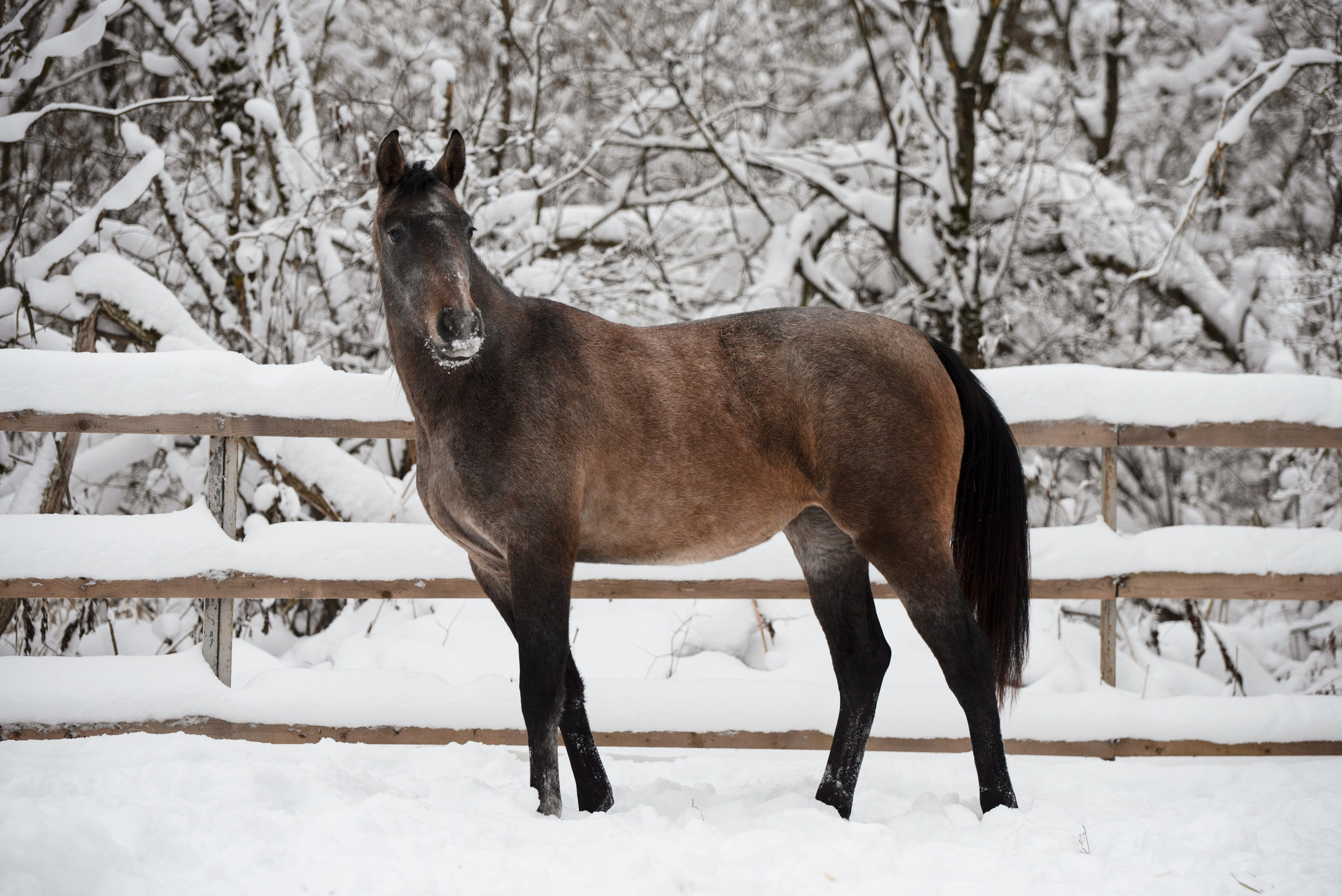 Портрет лошади, лошадь, конь, фото лошади, фотография лошади, конный фотограф, съемка лошадей, фотограф лошадей, конная фотография, конный фотограф, конный фотограф в спб, профессиональный фотограф спб, фотограф спб, ахалтекинец, рысак, спортивная лошадь, конный клуб, фотосессия с лошадьми, тракененская лошадь, зима, лошадь зимой, пейзаж, зимний лес свободные лошади, орловец, орловский рысак, орловская рысистая порода, рысак