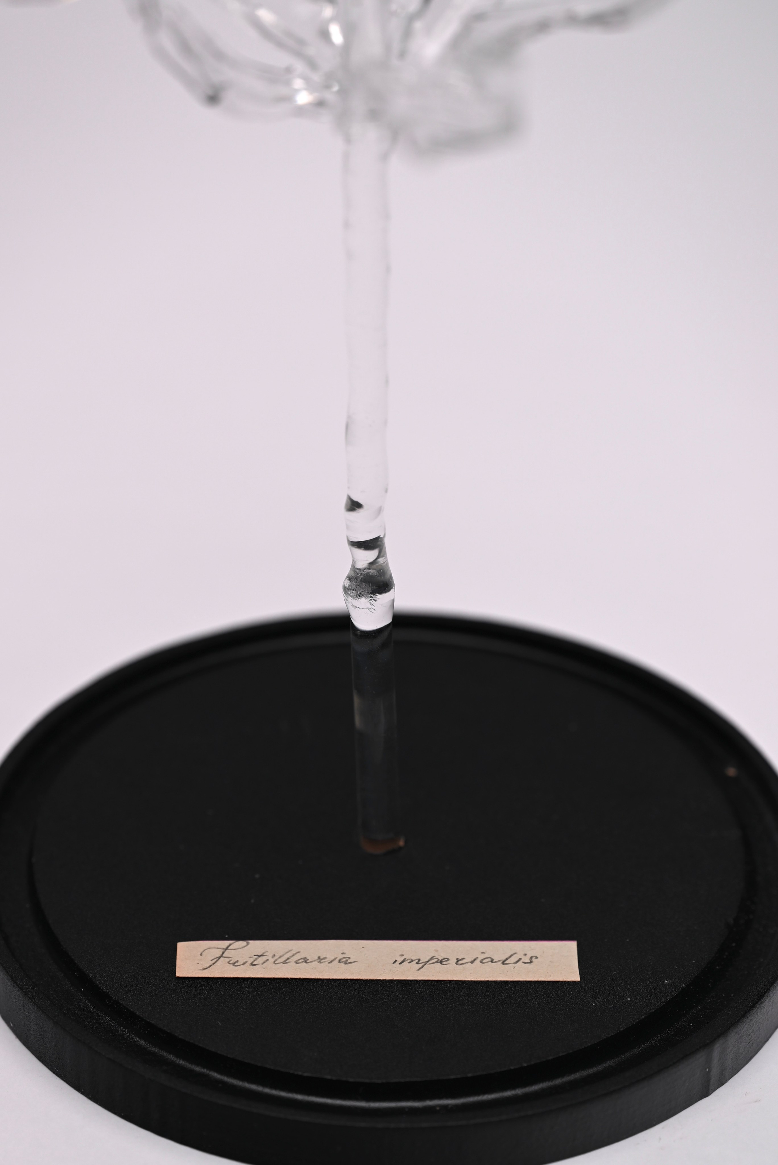 Рябчик императорский. Home