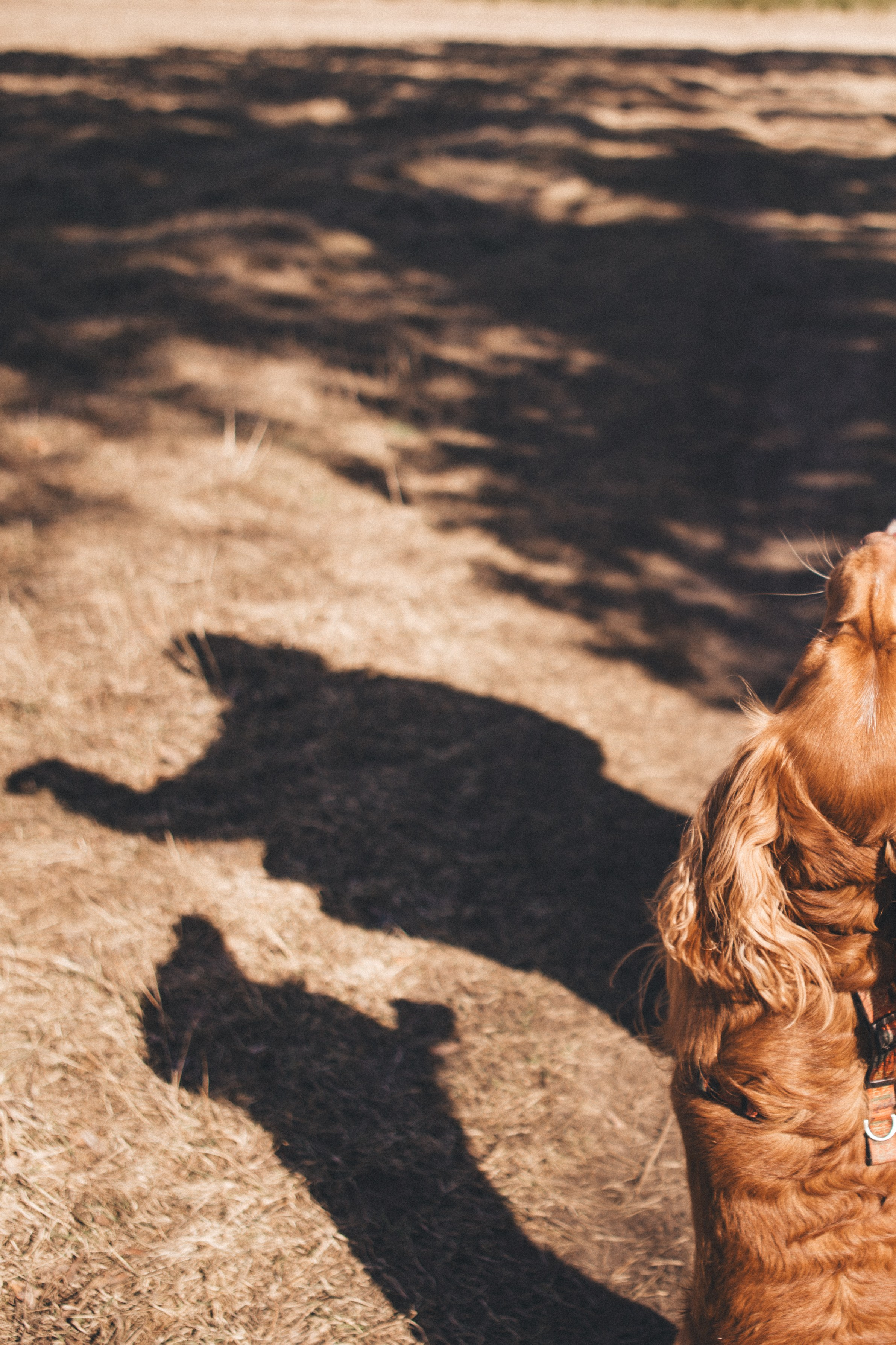 Julia & Jessie. Portrait, family and pet photographer in Cyprus, Ksenia Bourdelle