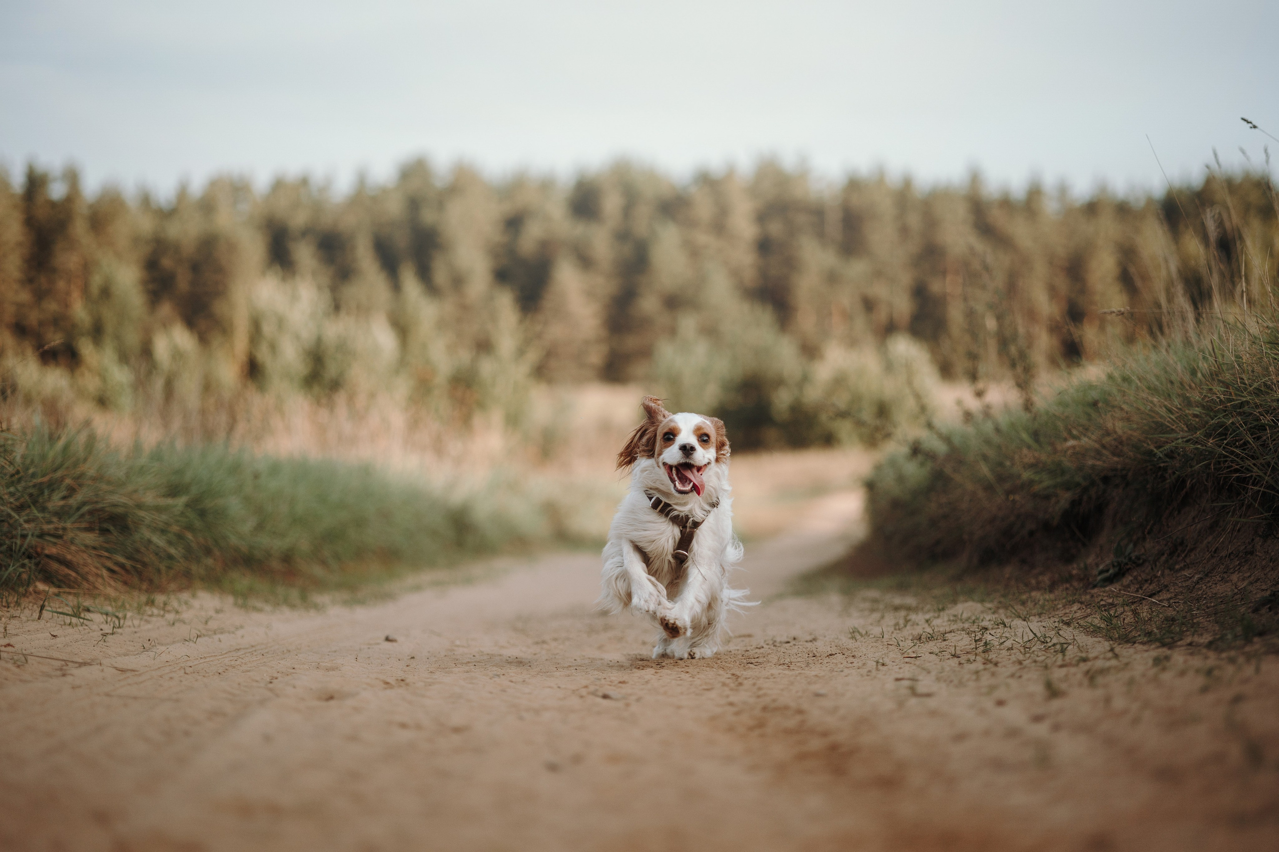 Влада и Белла. Фотограф — Анималист | Санкт-Петербург