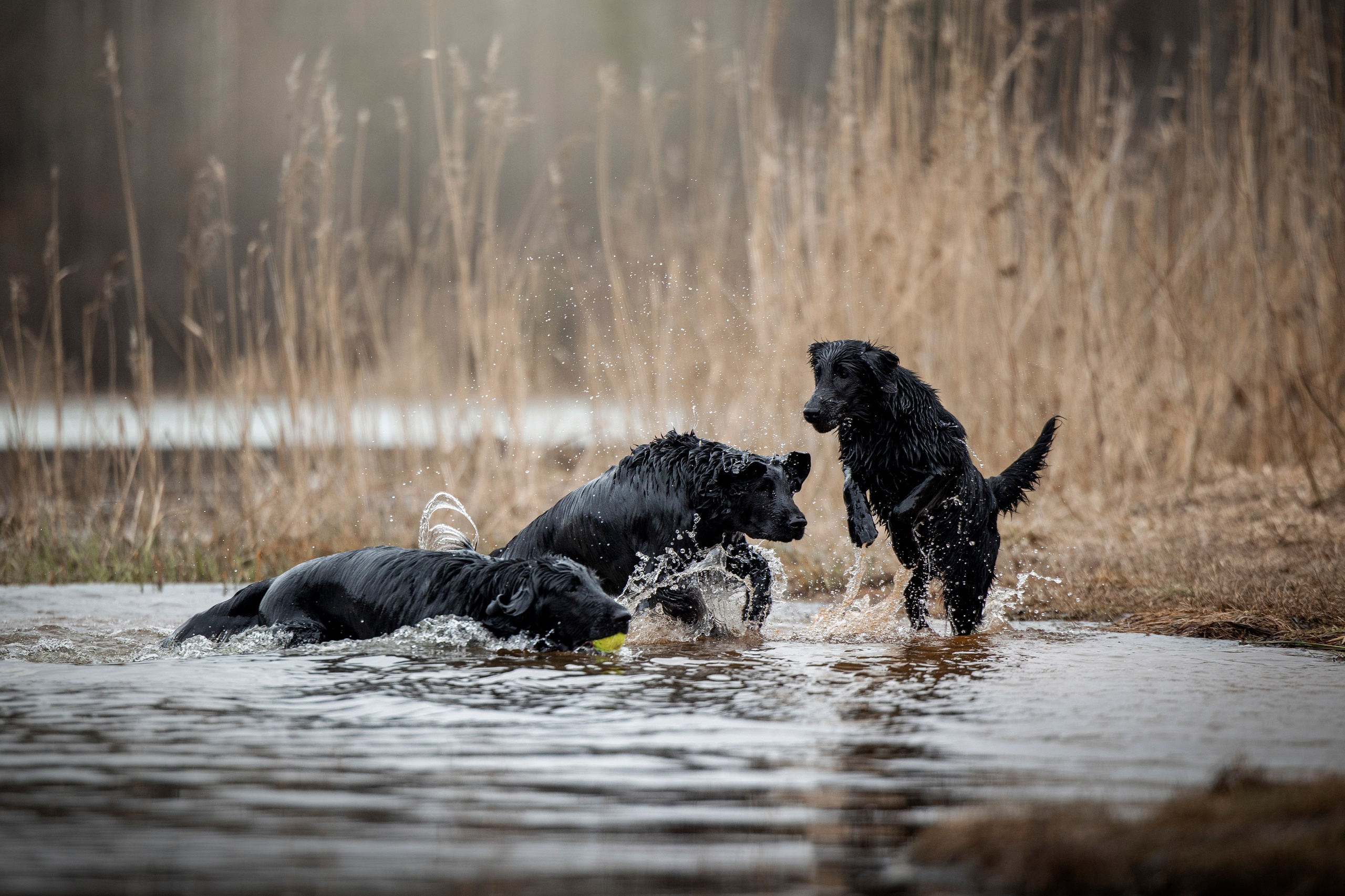 Ора, Ева, Рози и их семья. Фотограф — Анималист | Санкт-Петербург