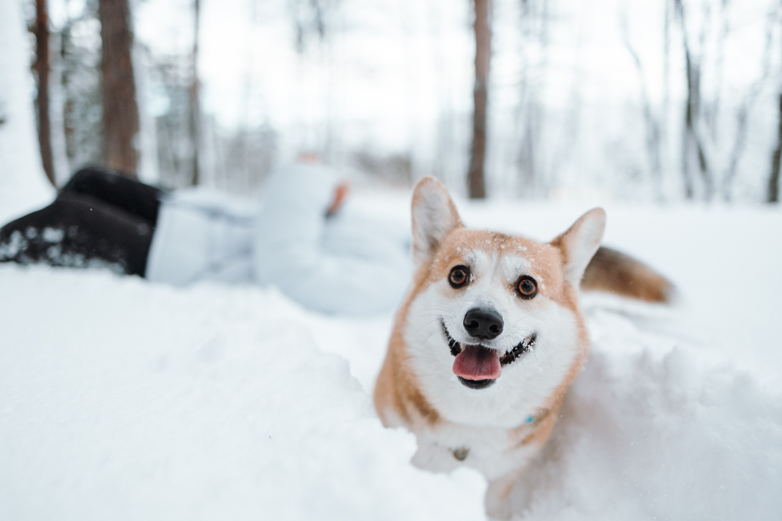Оливка и ее семья. Фотограф — Анималист | Санкт-Петербург