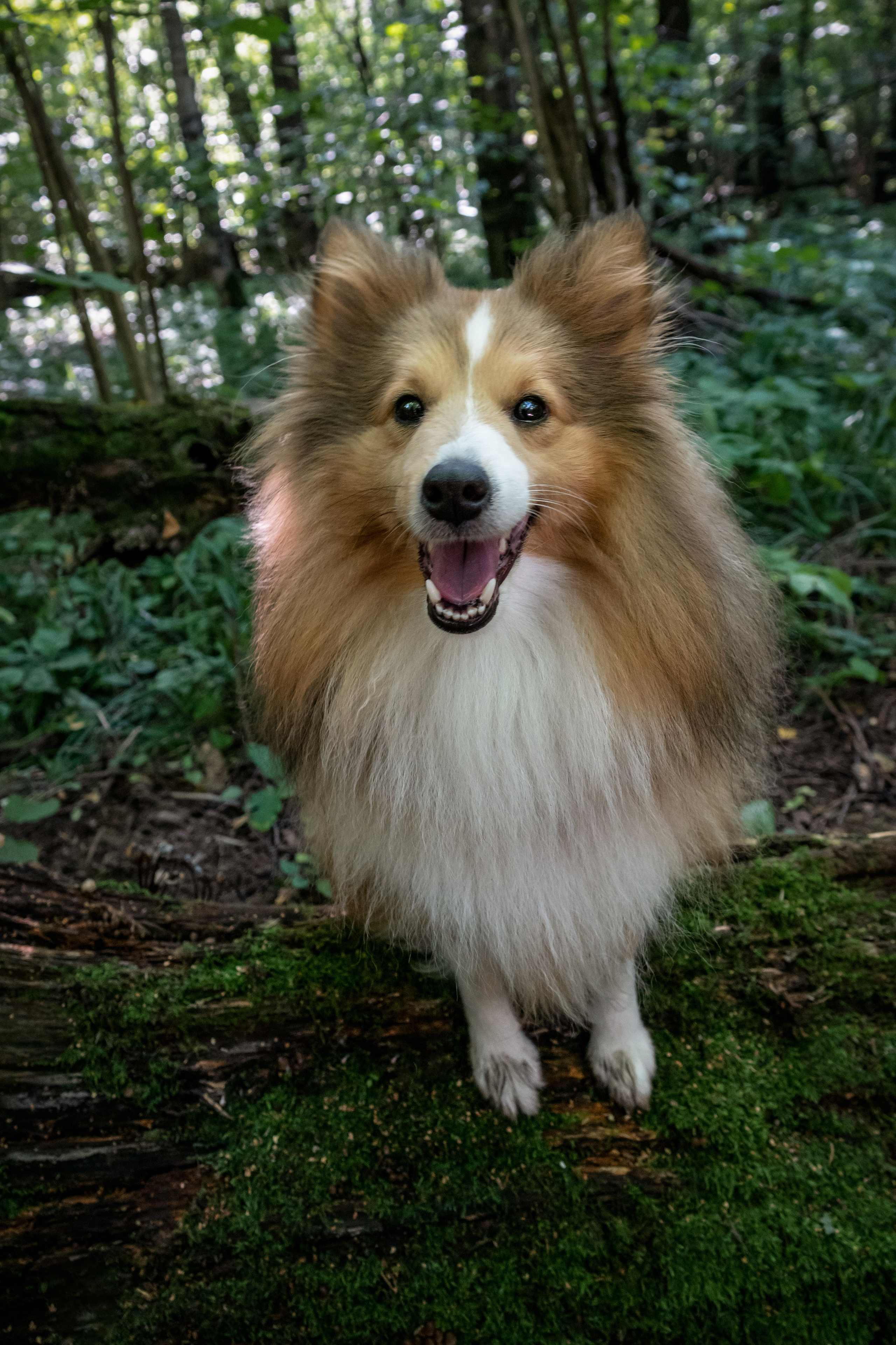 Шелти на фоне зелени