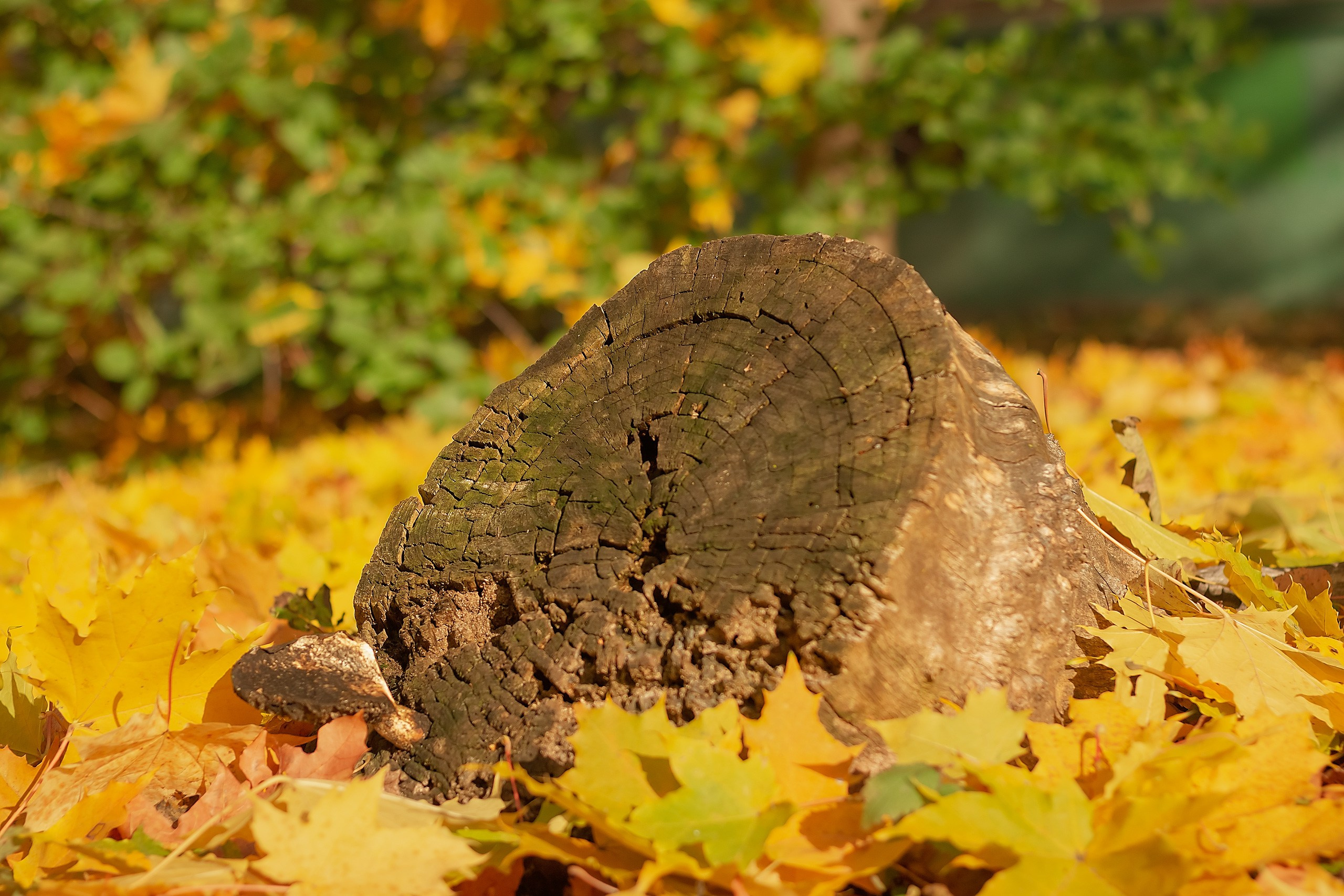Свет и Цвет. Аmat Victoria Сuram