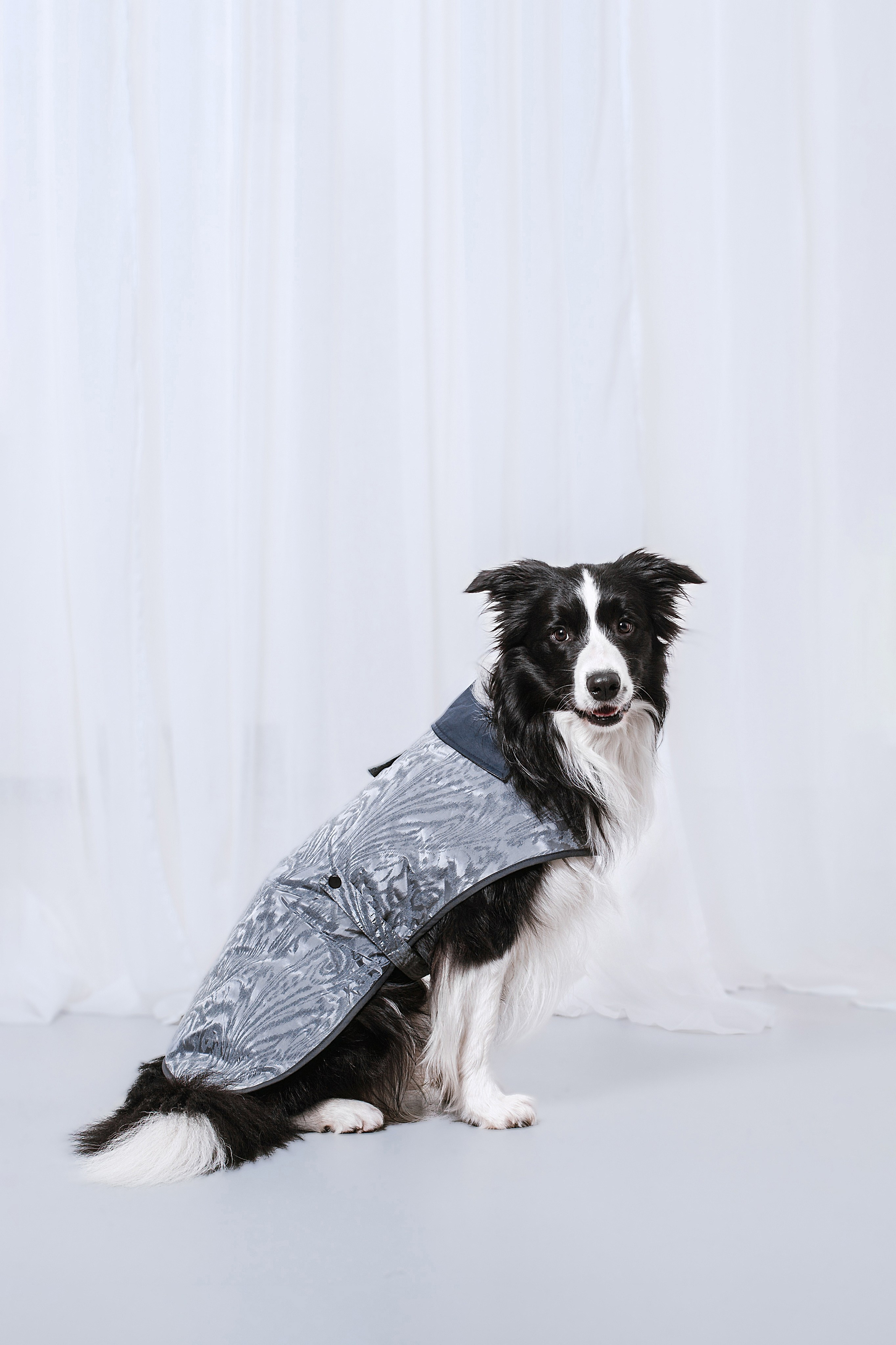 Съемка для бренда TEDDYBOY. Фотограф-анималист Татьяна Степанова