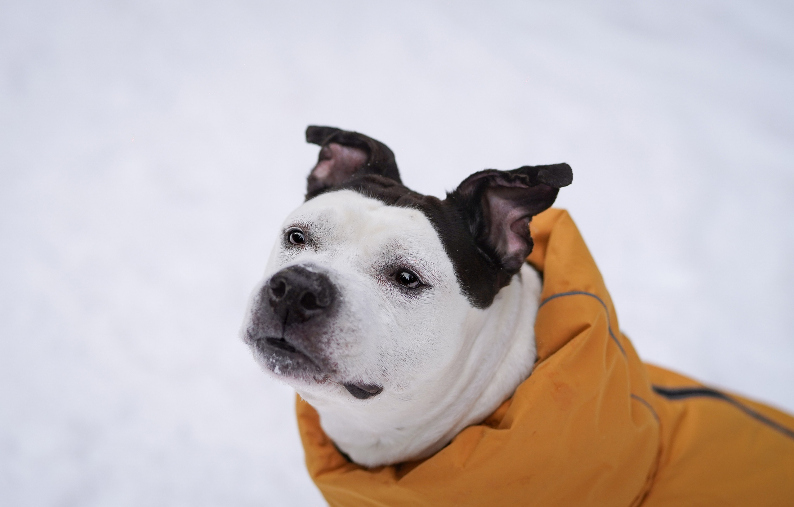 Маша Женя и Фиона. Фотограф-анималист в Санкт-Петербурге Яна Мартынова
